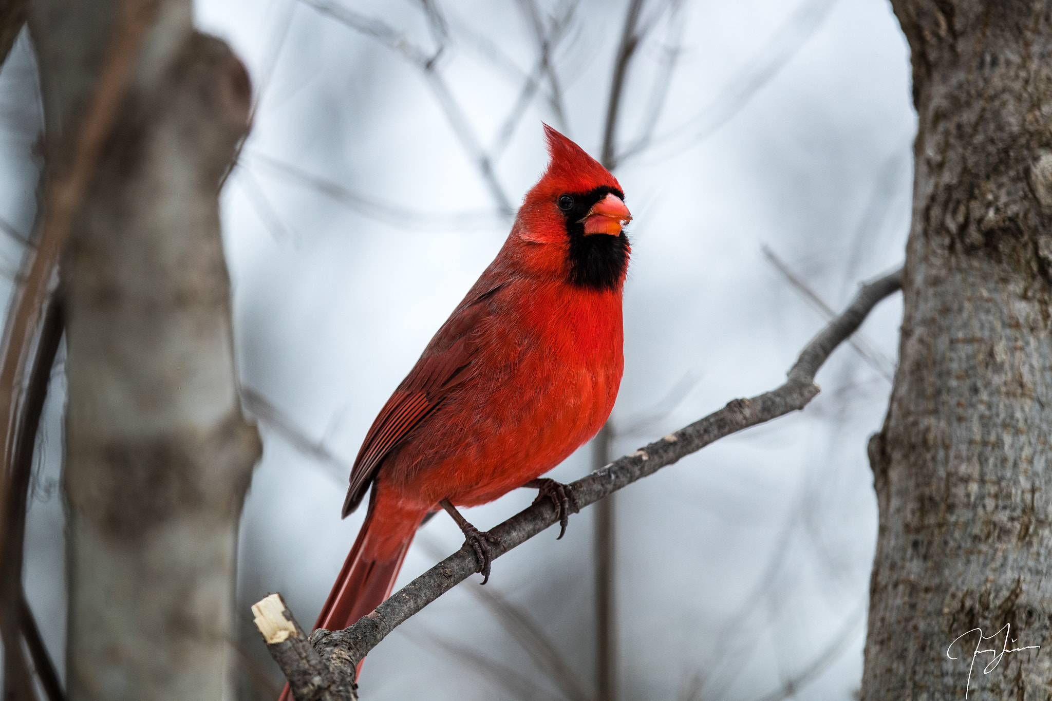 Canon EOS-1D X Mark II sample photo. Cardinal in niagara photography