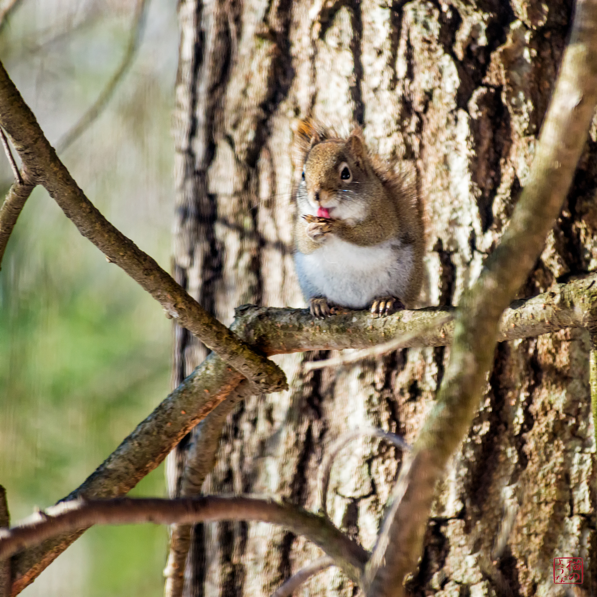 Nikon D800 sample photo. Wash your paws photography
