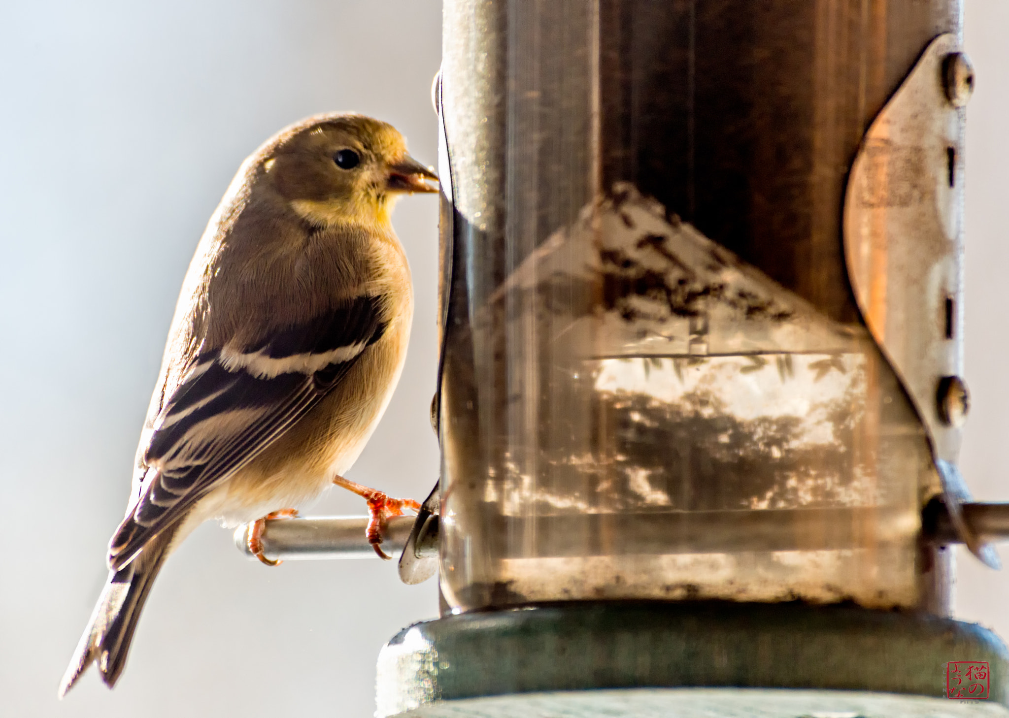 Nikon D800 sample photo. Goldfinch snacking photography