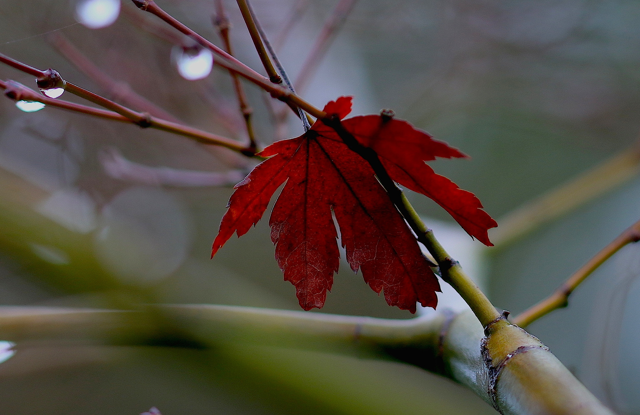 Canon EOS 70D + Sigma 105mm F2.8 EX DG OS HSM sample photo. One red leaf photography