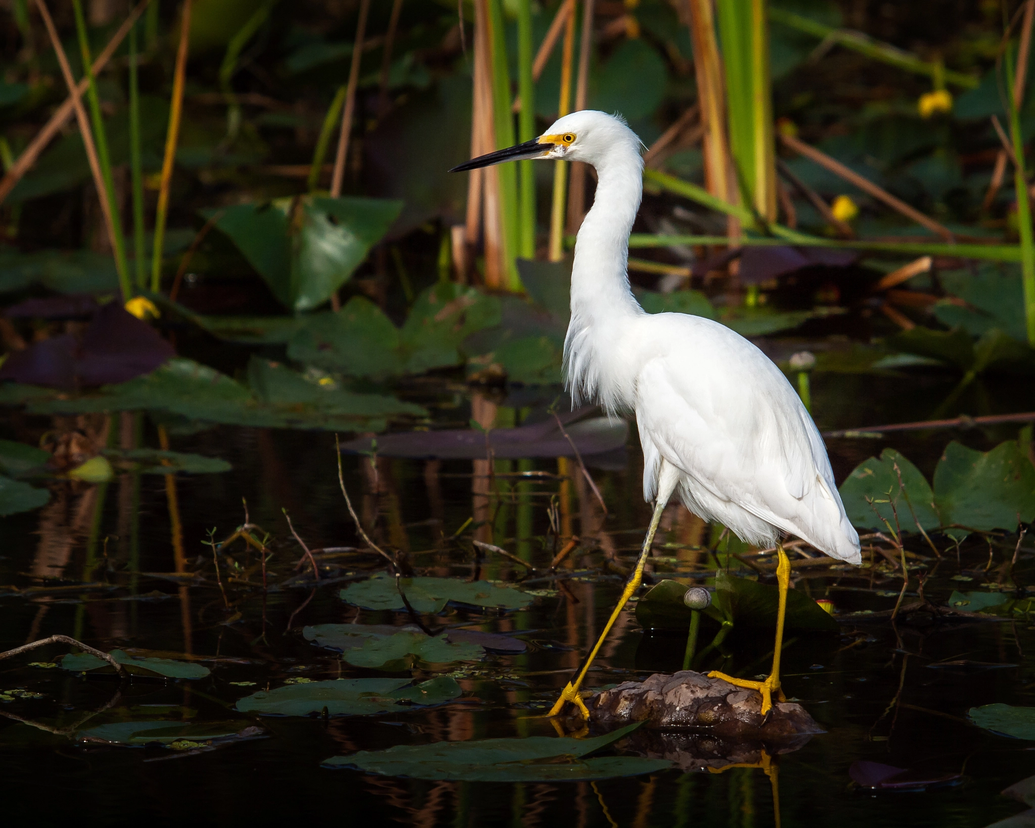 Olympus E-620 (EVOLT E-620) + Olympus Zuiko Digital ED 50-200mm F2.8-3.5 SWD sample photo. Snowy egret (egretta thula) photography