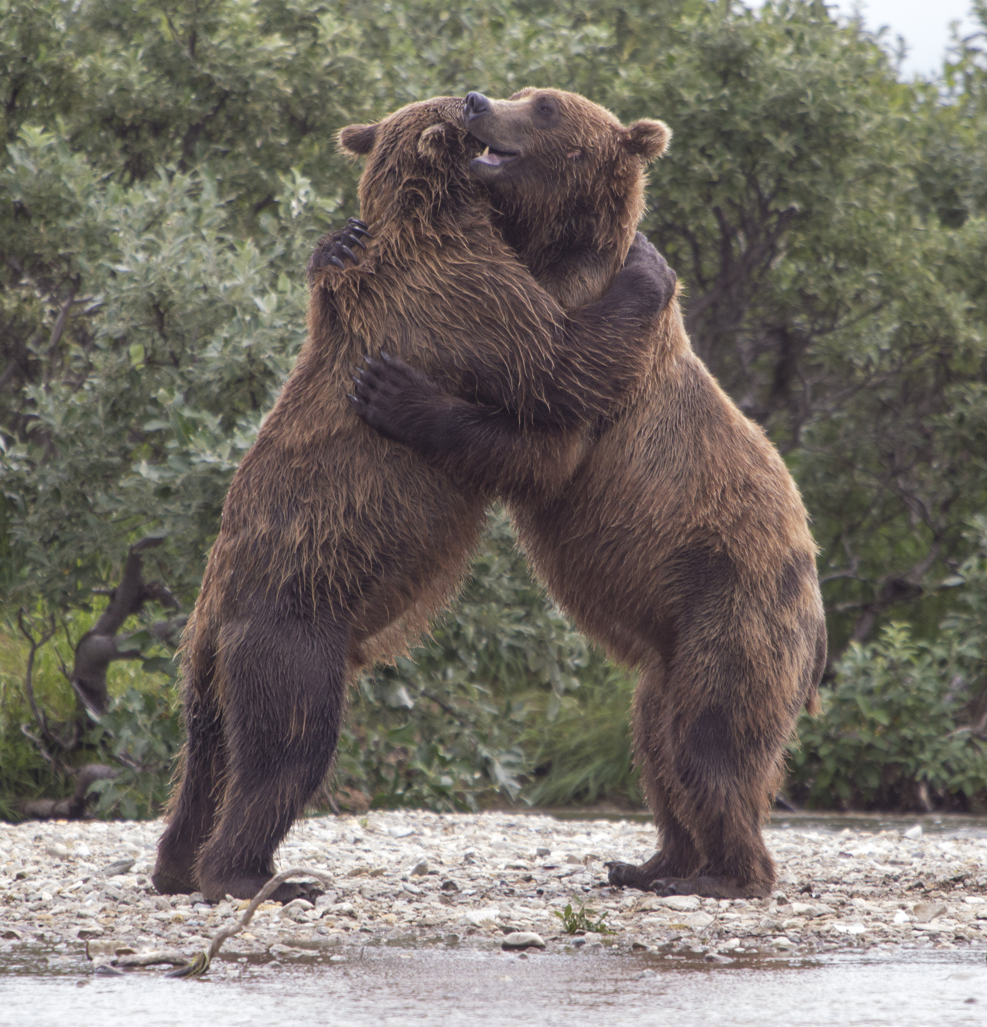 Canon EF 70-200mm F2.8L IS USM sample photo. A truly huggable moment! two alaskan brown bears greeting each other! photography