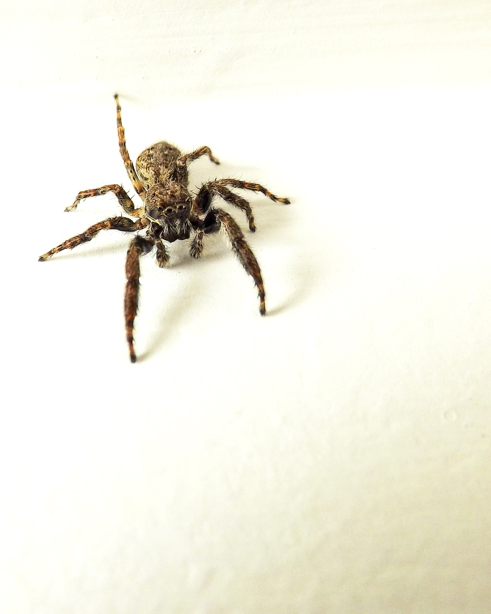 Fujifilm FinePix SL300 sample photo. La araña photography