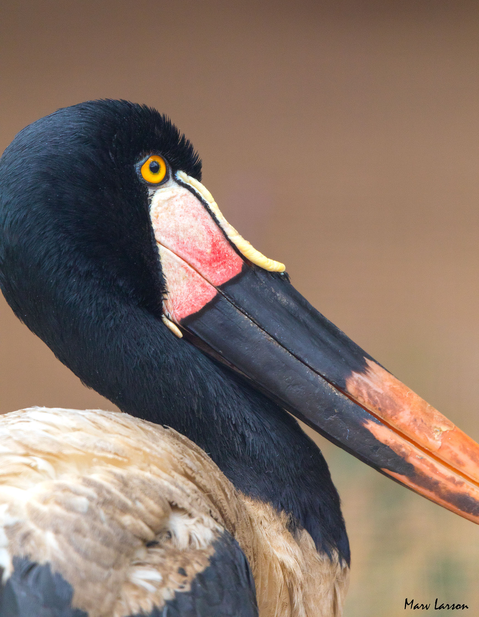 Tamron SP 150-600mm F5-6.3 Di VC USD sample photo. Ia photography