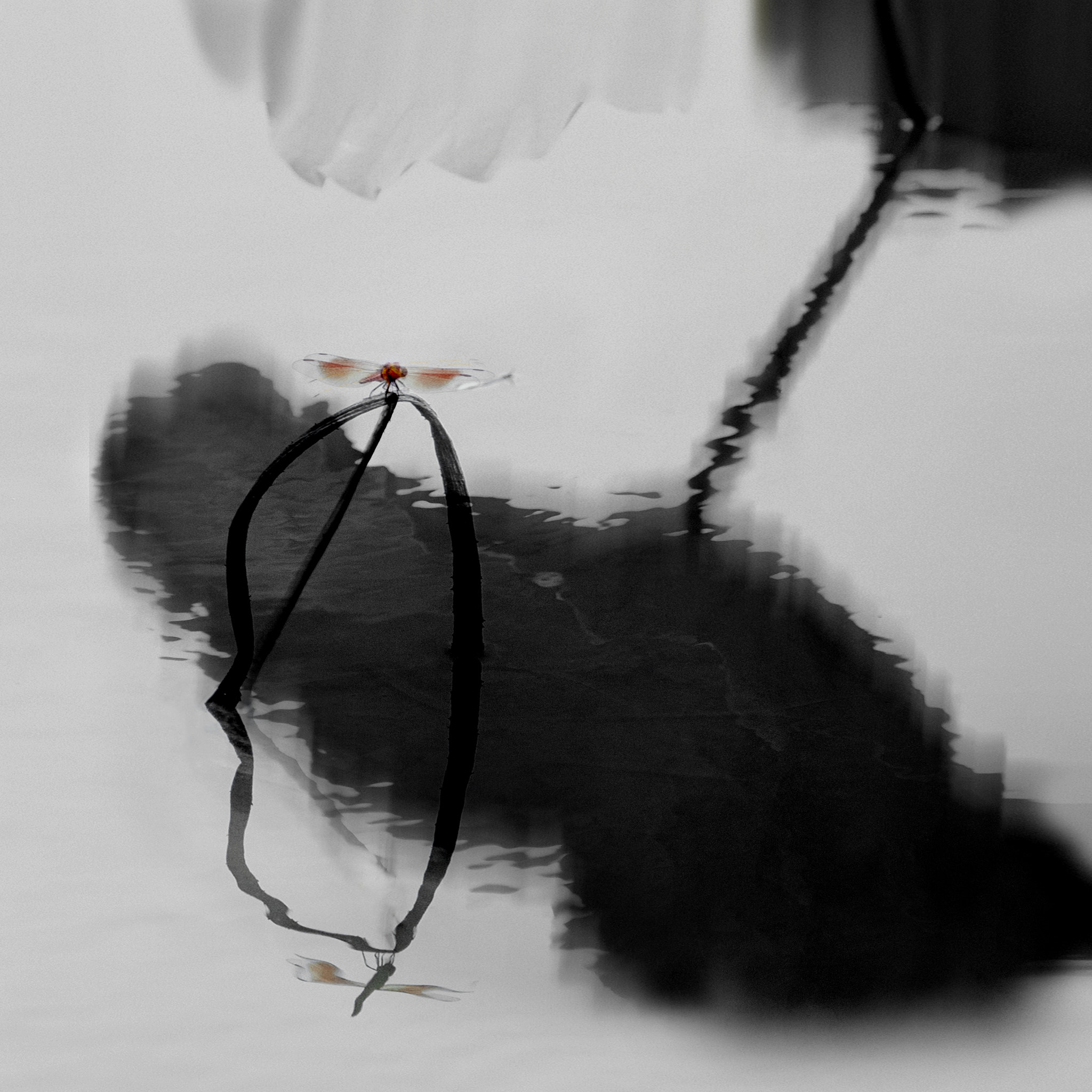 Nikon D4 sample photo. Remaining lotus photography