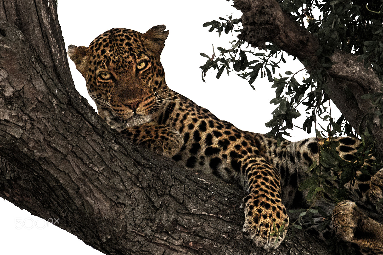 Nikon D5 + Nikon AF-S Nikkor 500mm F4G ED VR sample photo. Maasai mara leopard photography