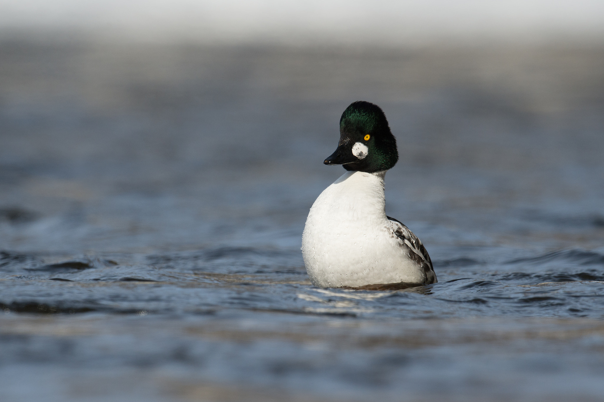 Nikon AF-S Nikkor 800mm F5.6E FL ED VR sample photo. Garrot a oeil d'or, bucephala clangula, common goldeneye photography