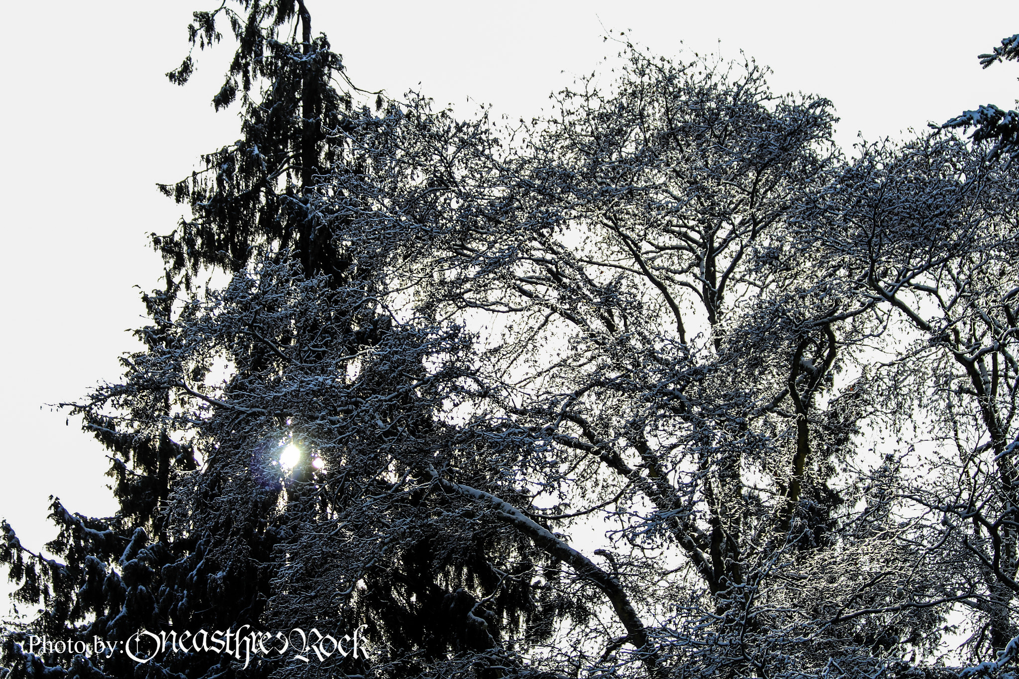 Canon EOS 700D (EOS Rebel T5i / EOS Kiss X7i) sample photo. Fra fredde foglie ed il sole colto photography