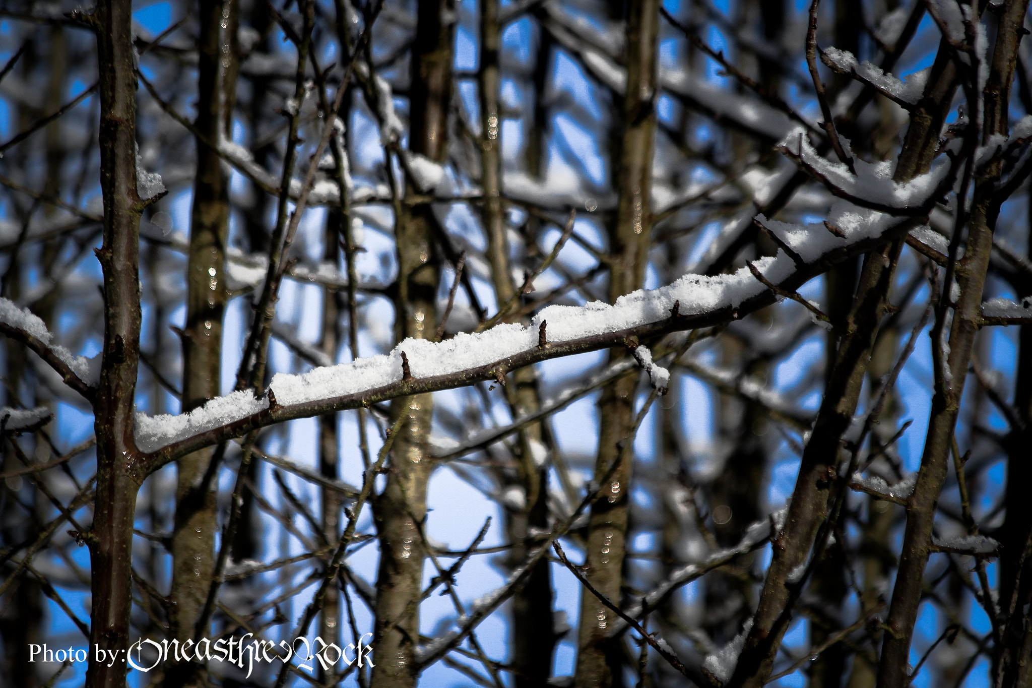 Canon EF 70-300mm F4-5.6 IS USM sample photo. Ghiaccio, neve e spine su tese braccia photography