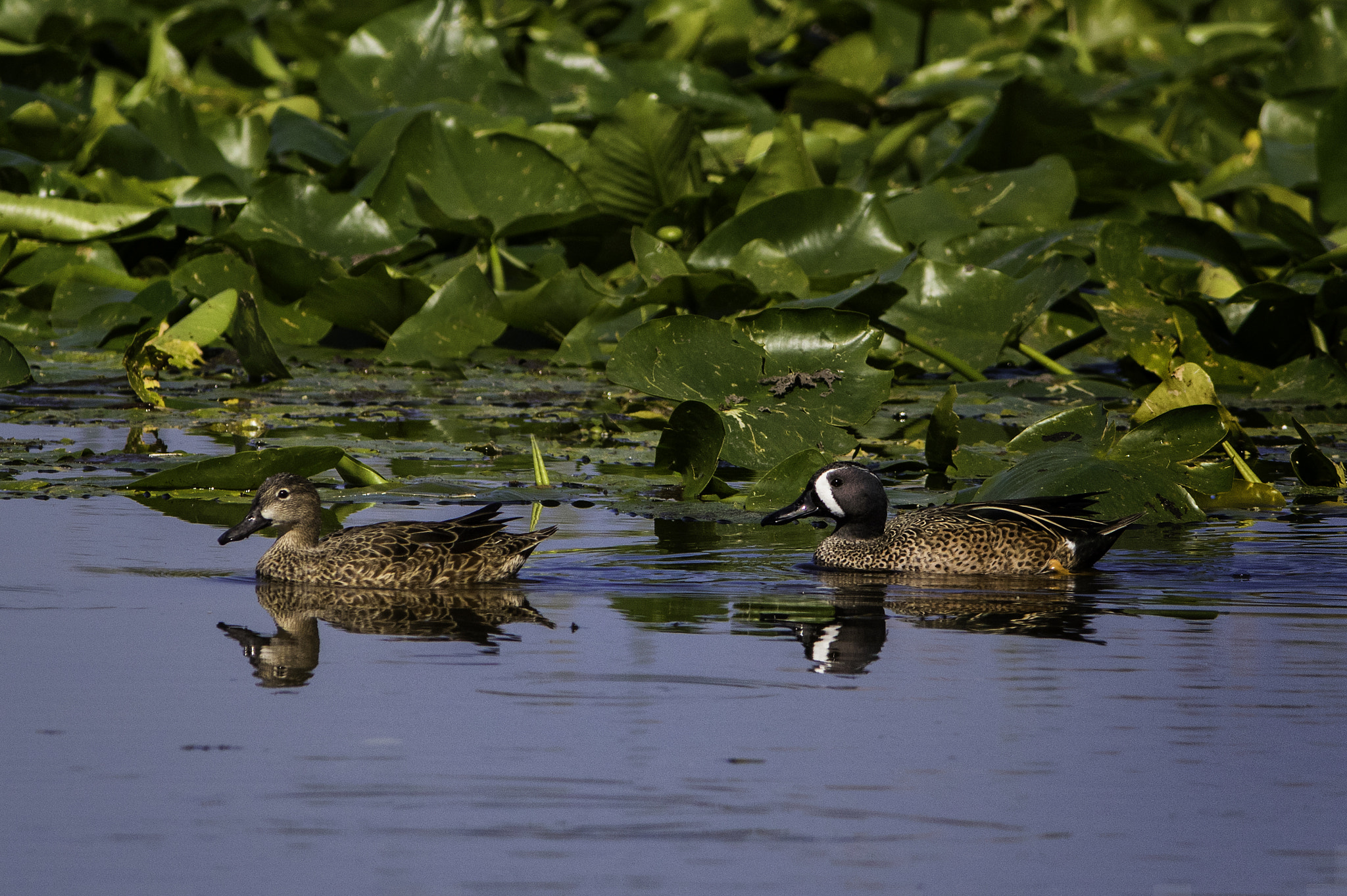 Canon EF 300mm F4L IS USM sample photo. Blue winged teal photography