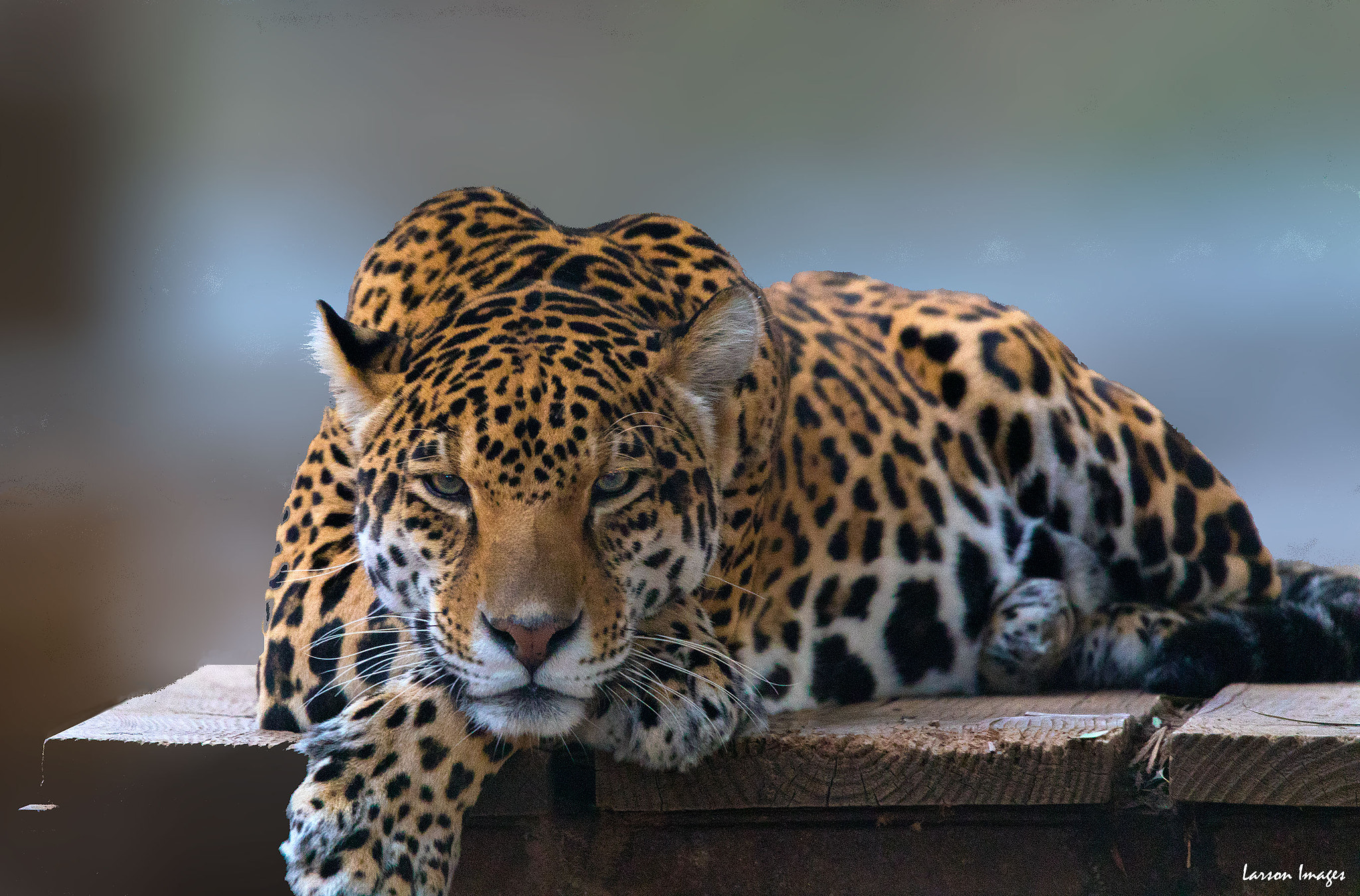Canon EOS 5D Mark IV sample photo. Spotted leopard photography