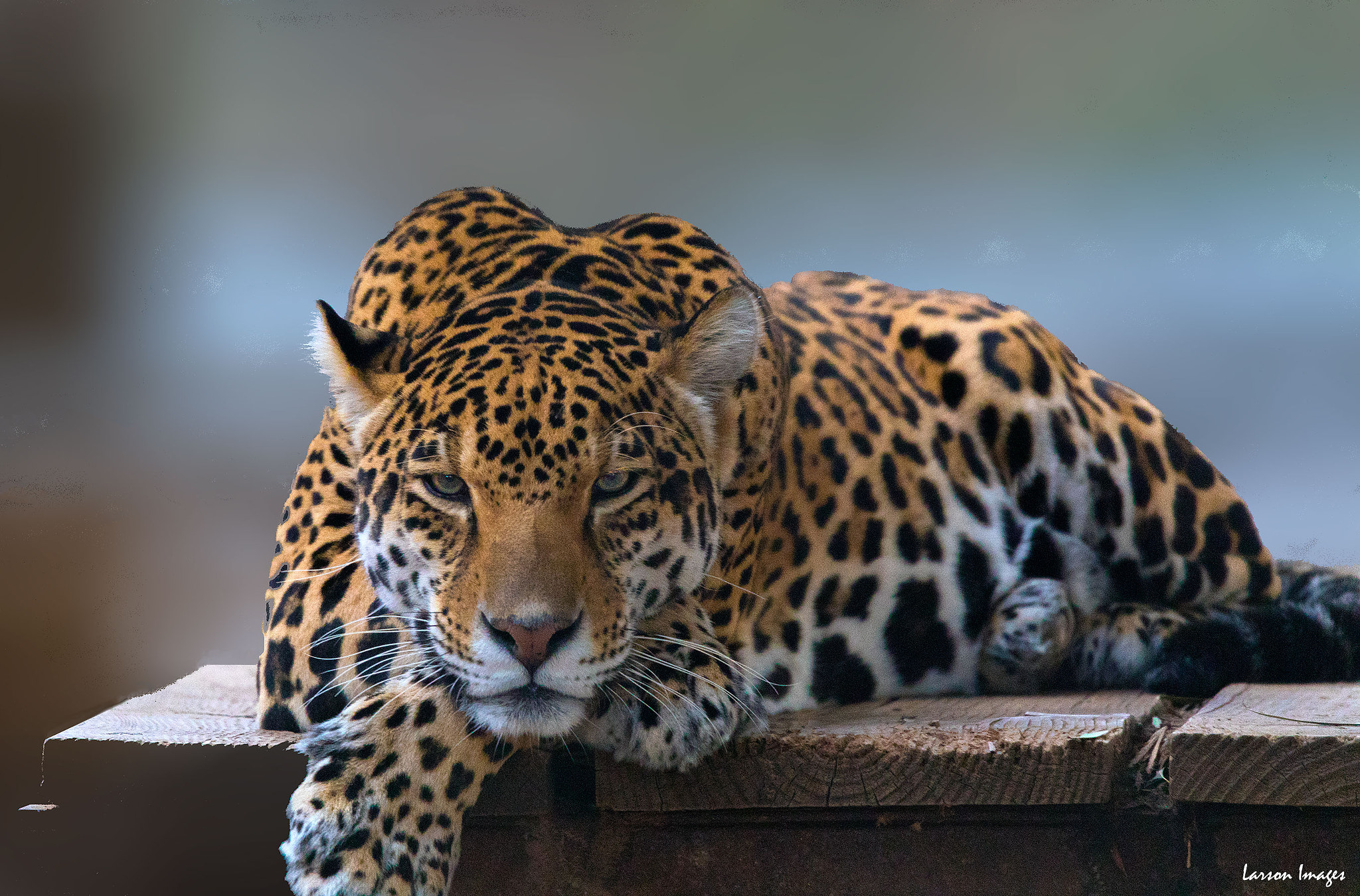 Tamron SP 150-600mm F5-6.3 Di VC USD sample photo. Spotted leopard photography