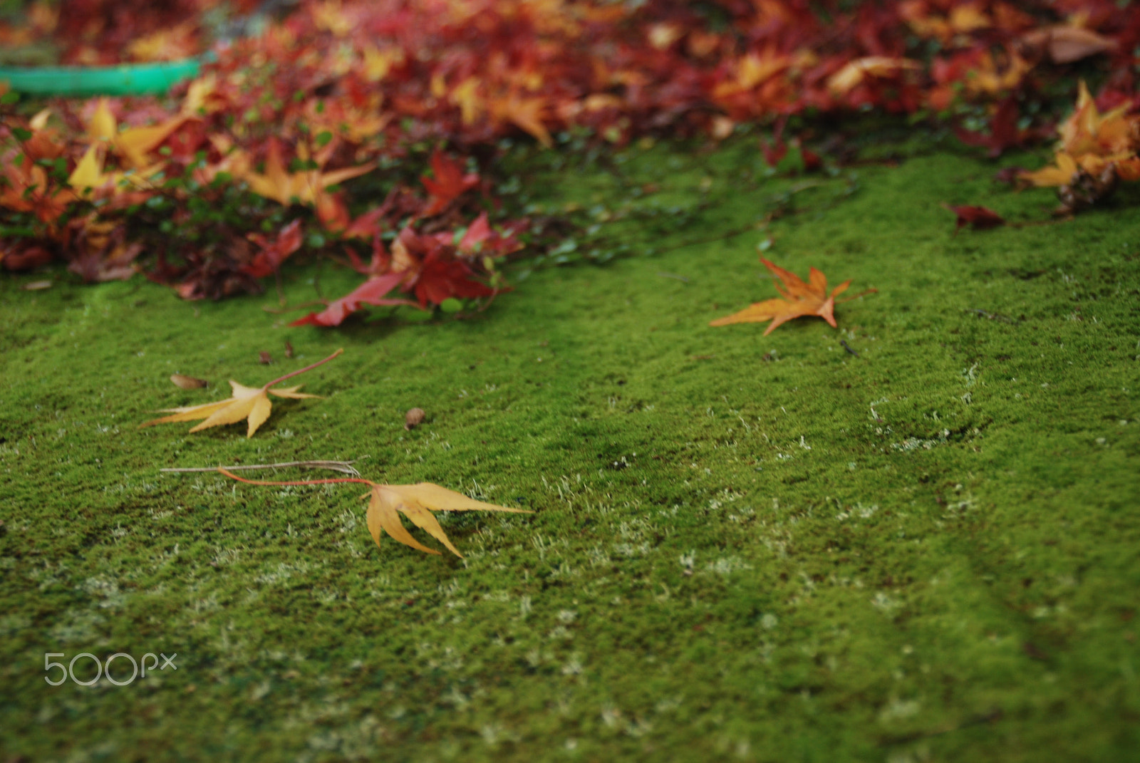 Nikon D80 sample photo. Fallen leaves and moss photography