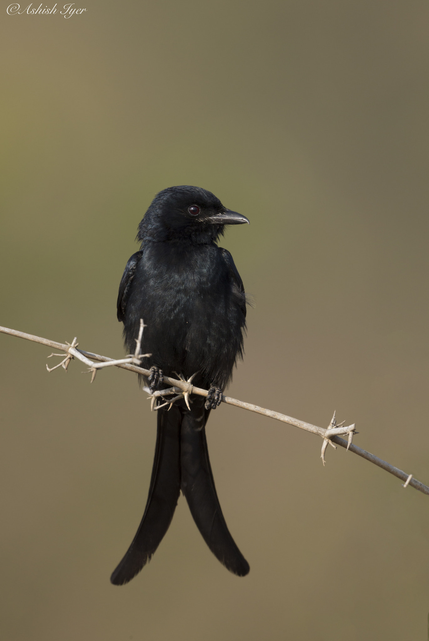Canon EF 500mm F4L IS II USM sample photo. Drongo photography