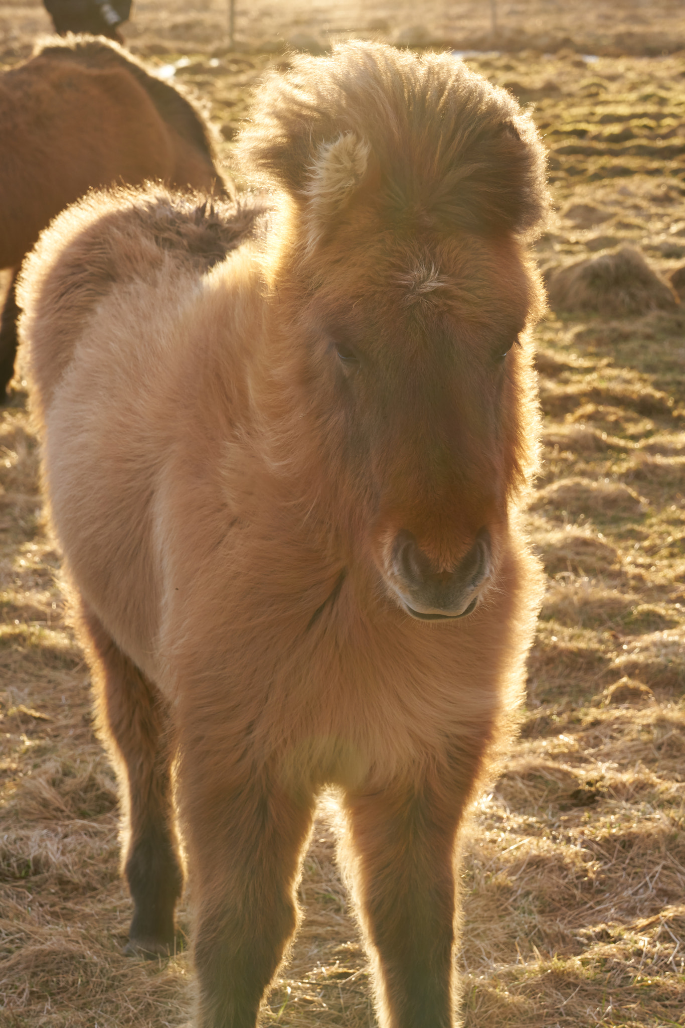 Sony FE 70-300mm F4.5-5.6 G OSS sample photo. Iceland photography