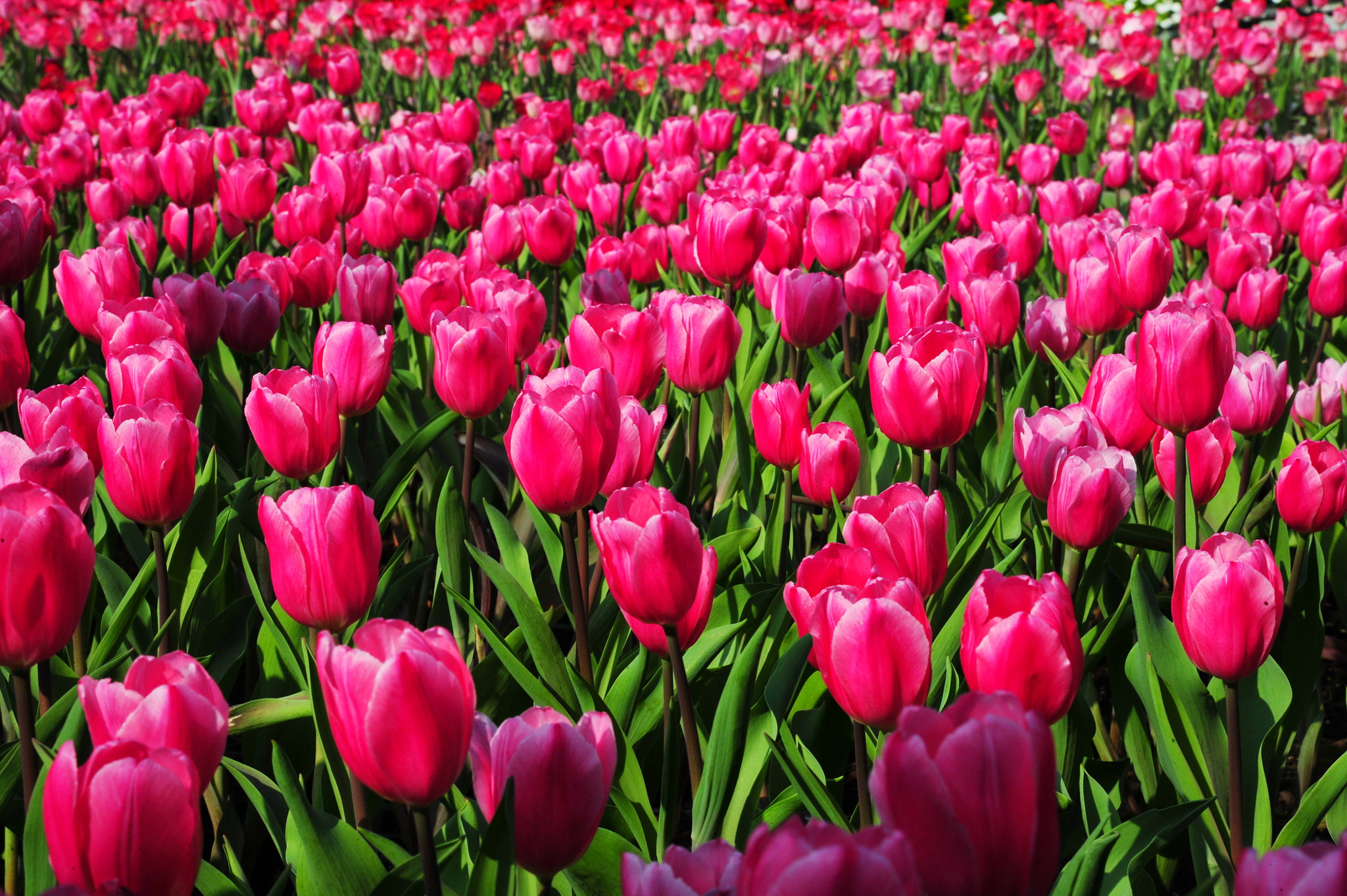 Nikon D3S sample photo. Tulipa photography
