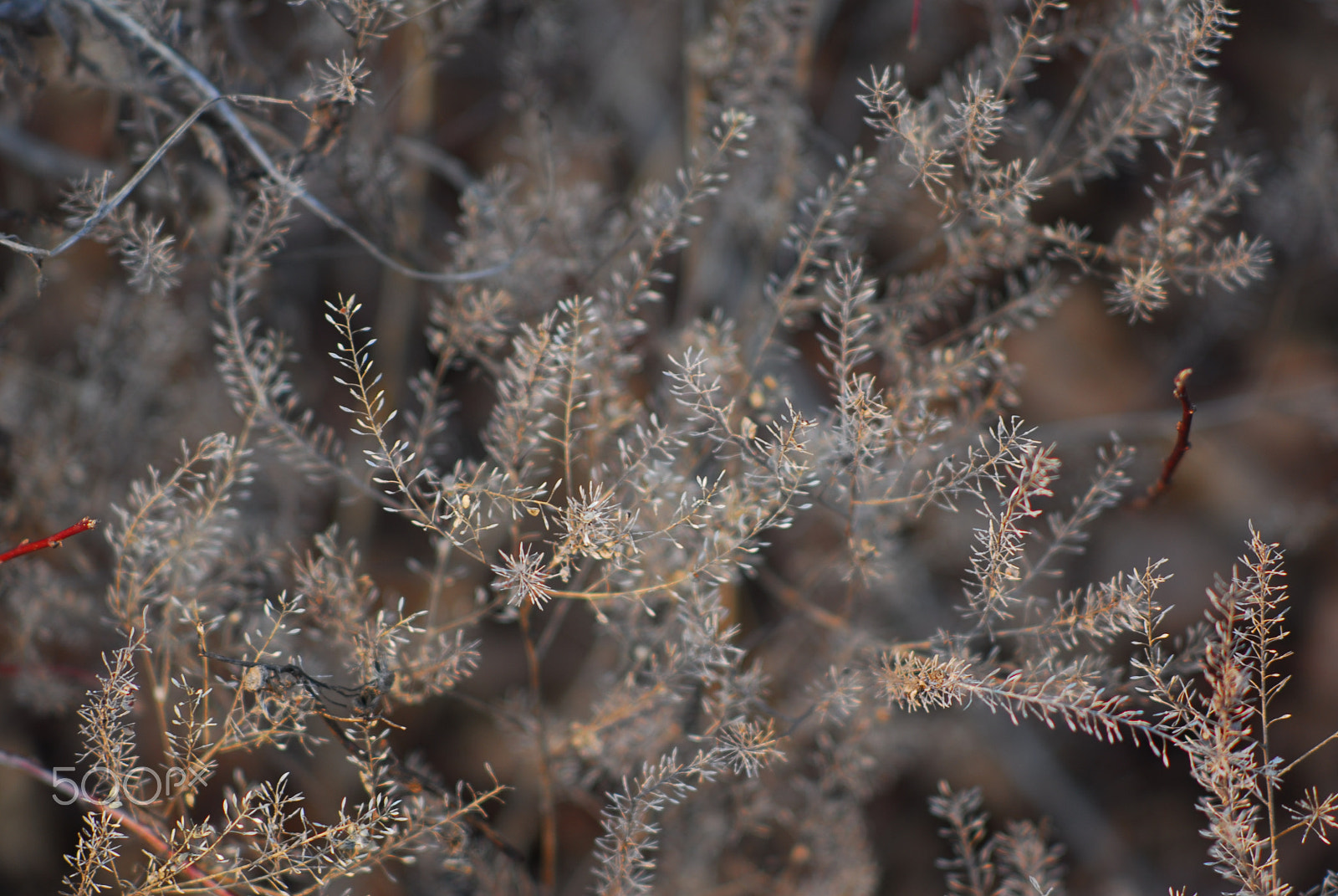 Nikon D200 sample photo. Whimsical plant photography