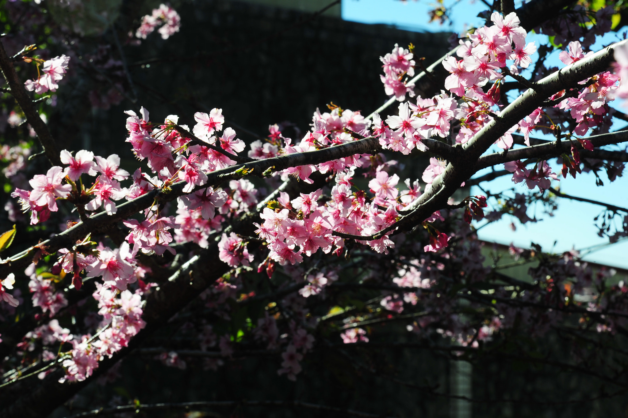 Nikon D3S sample photo. Staggered photography