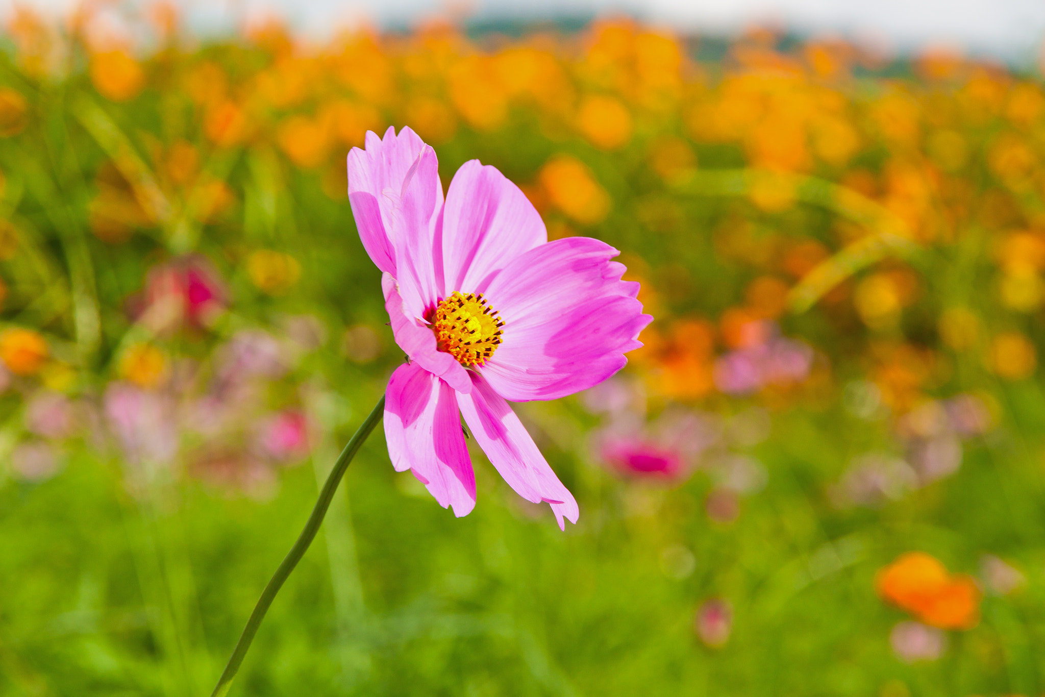 Canon EOS 500D (EOS Rebel T1i / EOS Kiss X3) sample photo. Close up of garden cosmos or mexican aster flowers photography
