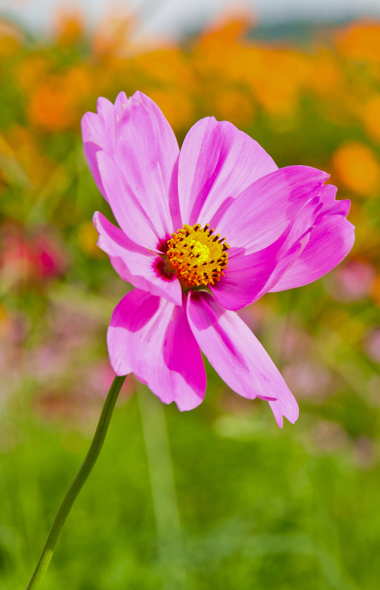 Canon EOS 500D (EOS Rebel T1i / EOS Kiss X3) sample photo. Close up of garden cosmos or mexican aster flowers photography