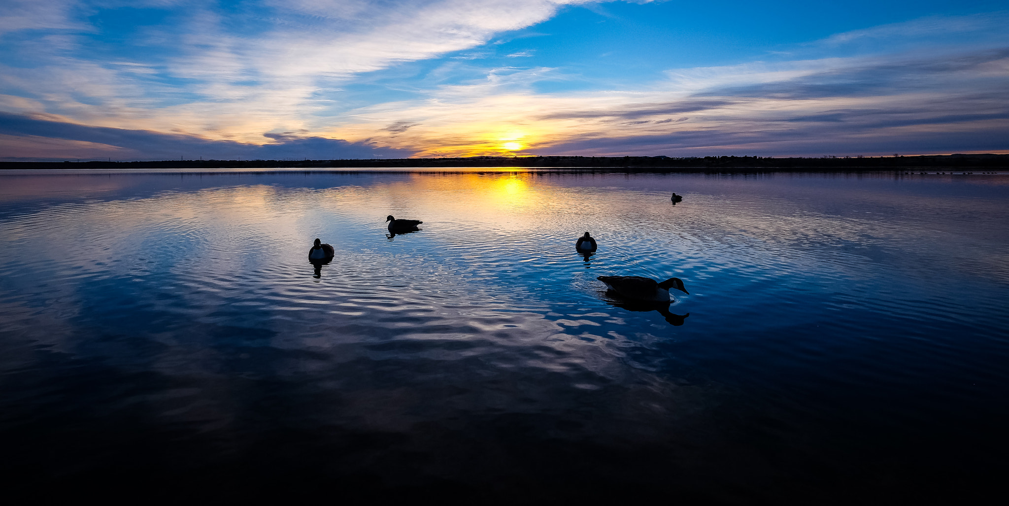 Fujifilm X-T10 + Fujifilm XF 10-24mm F4 R OIS sample photo. Canadian geese on chatfield lake photography