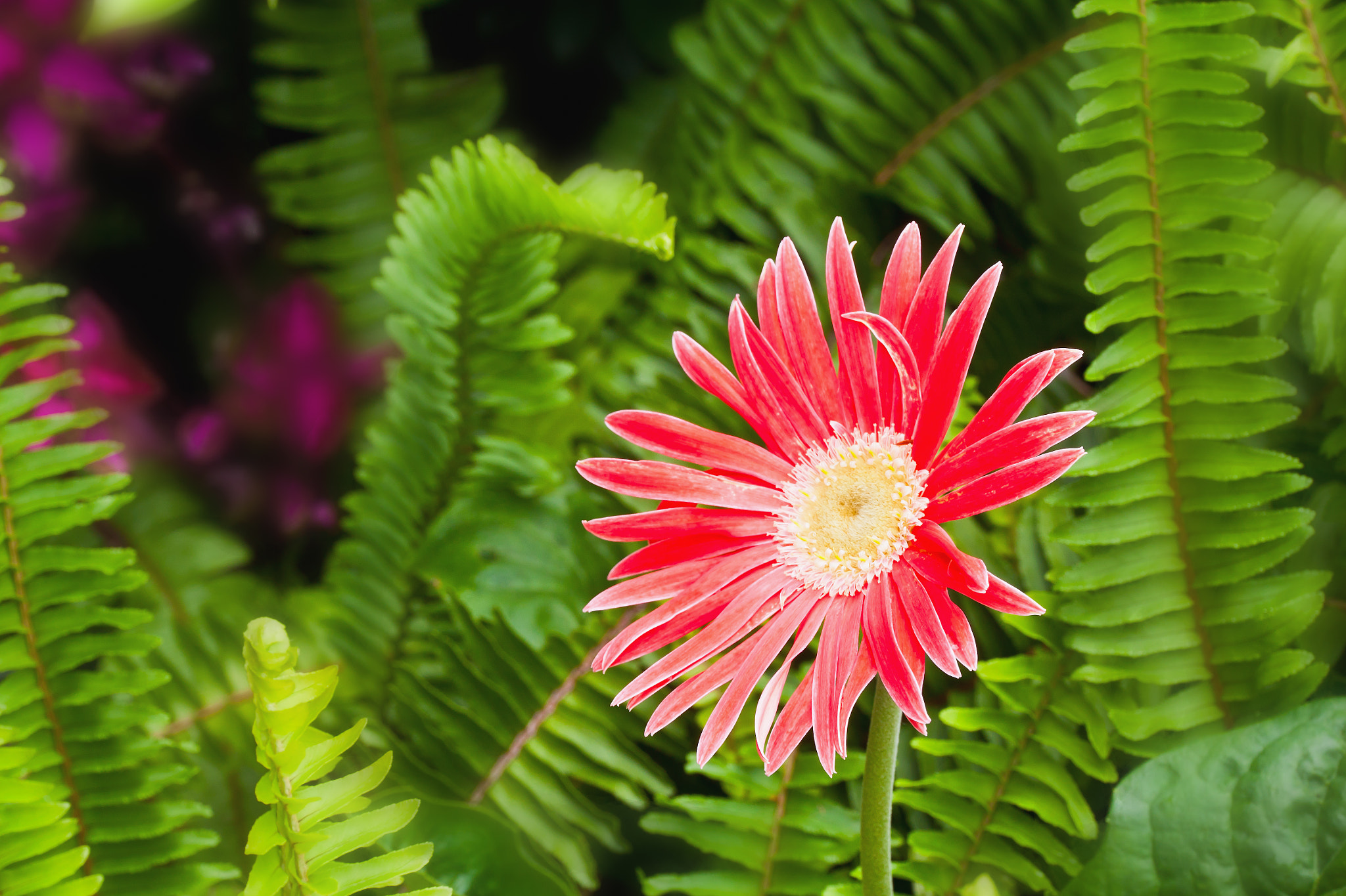 Canon EOS 500D (EOS Rebel T1i / EOS Kiss X3) sample photo. Red gerbera in garden photography
