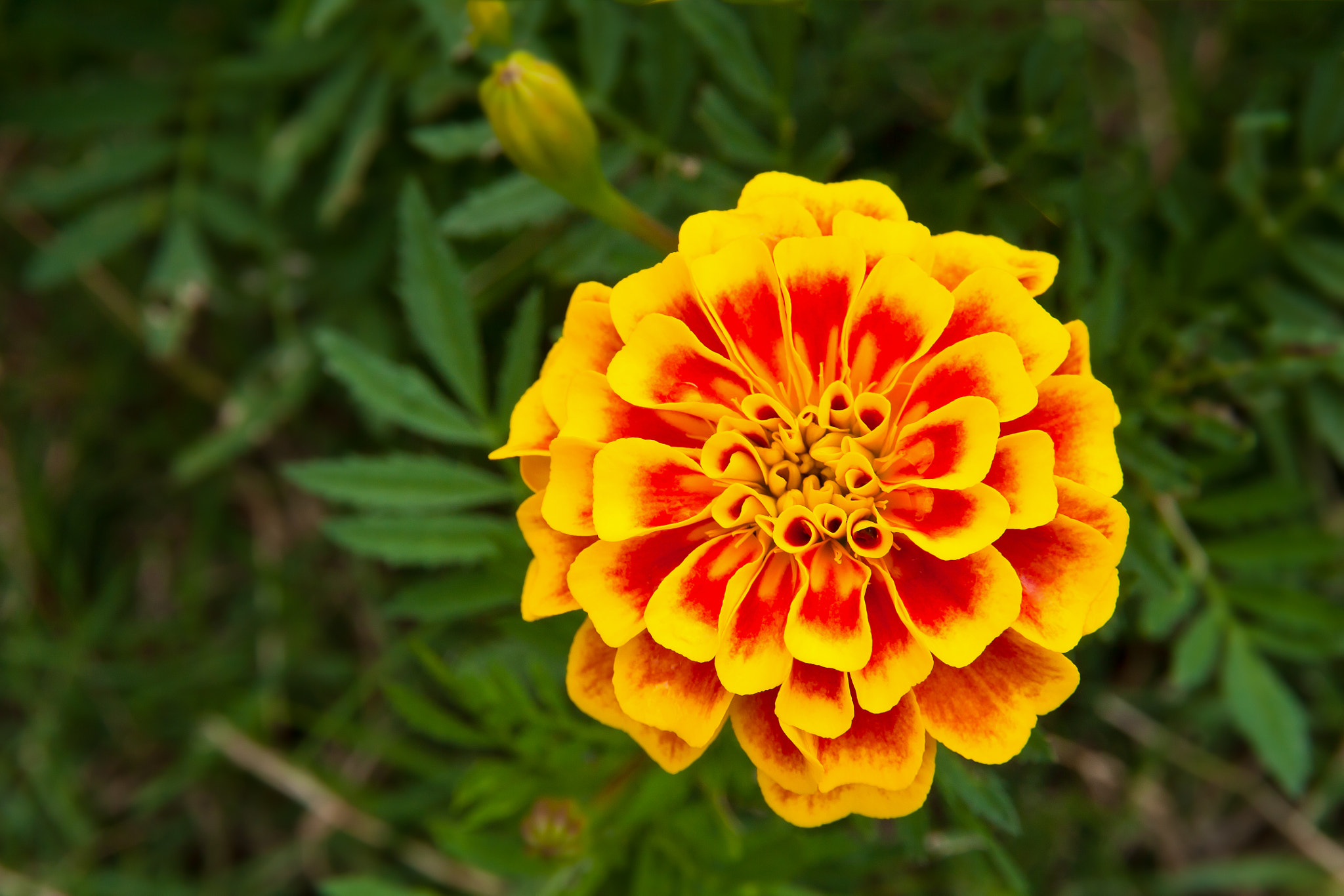 Canon EOS 500D (EOS Rebel T1i / EOS Kiss X3) sample photo. Close up of french marigold flower photography