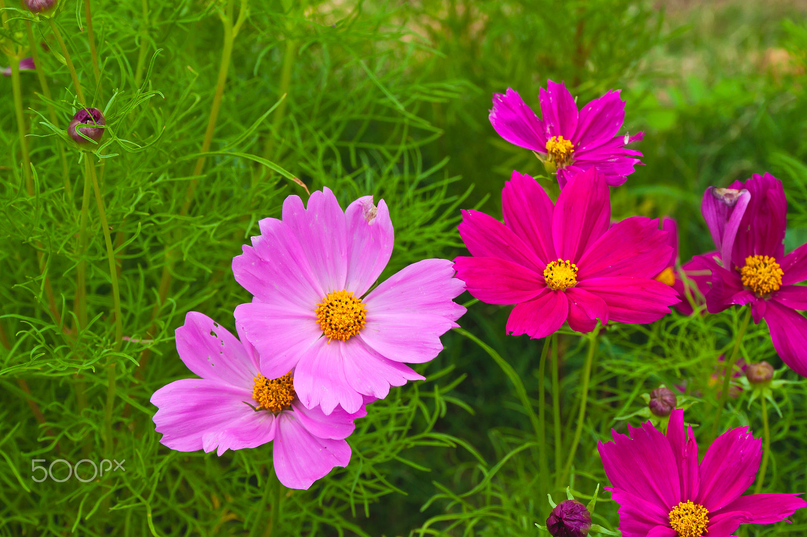 Canon EOS 500D (EOS Rebel T1i / EOS Kiss X3) sample photo. Close up of garden cosmos or mexican aster flowers photography