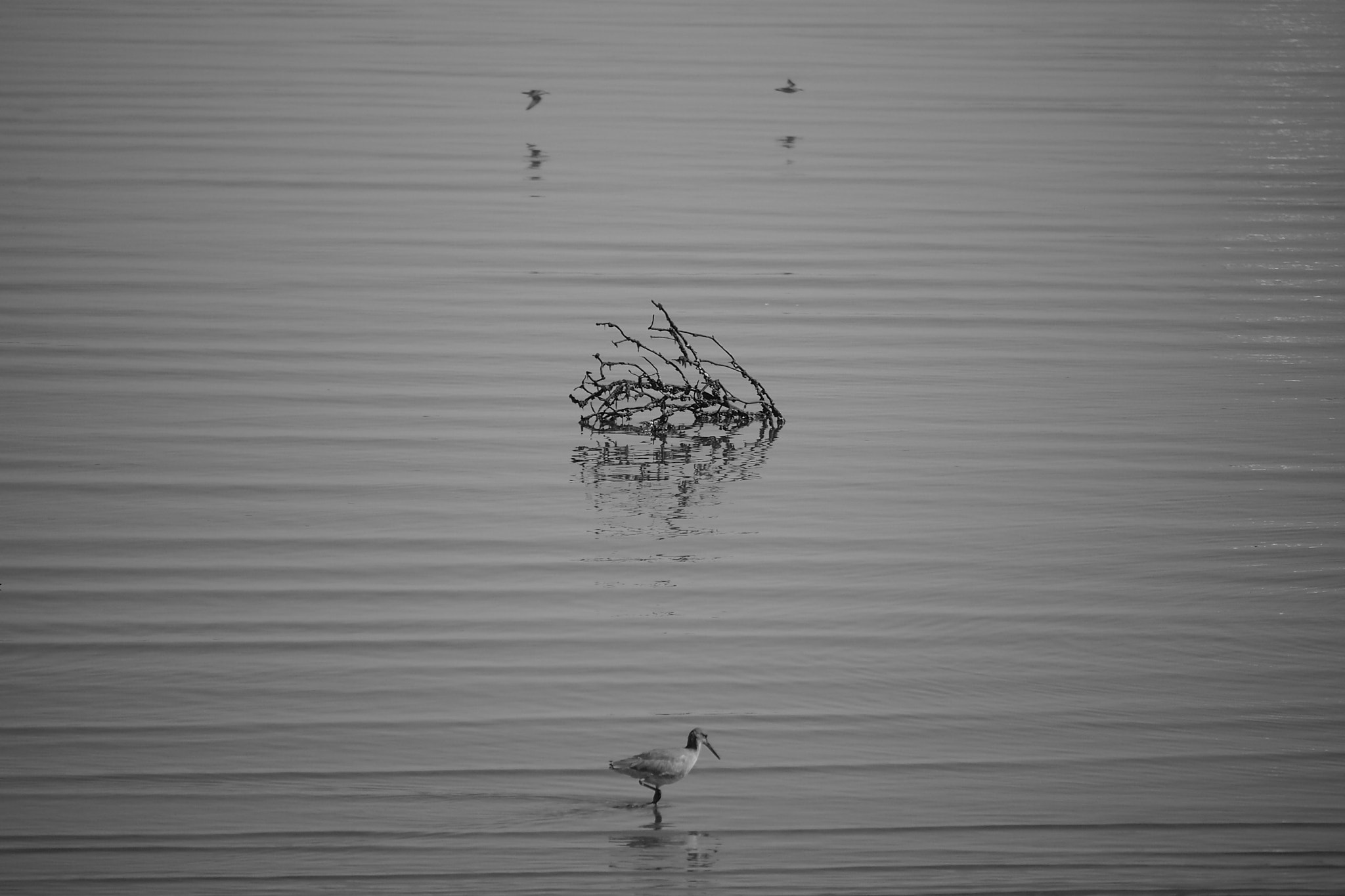 Panasonic Lumix G Vario 45-200mm F4-5.6 OIS sample photo. Aligned photography