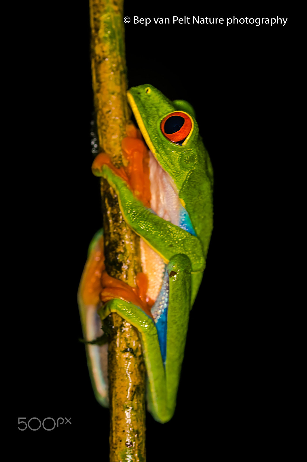 Nikon D500 + Sigma 105mm F2.8 EX DG OS HSM sample photo. Red-eyed treefrog spotted in the night photography