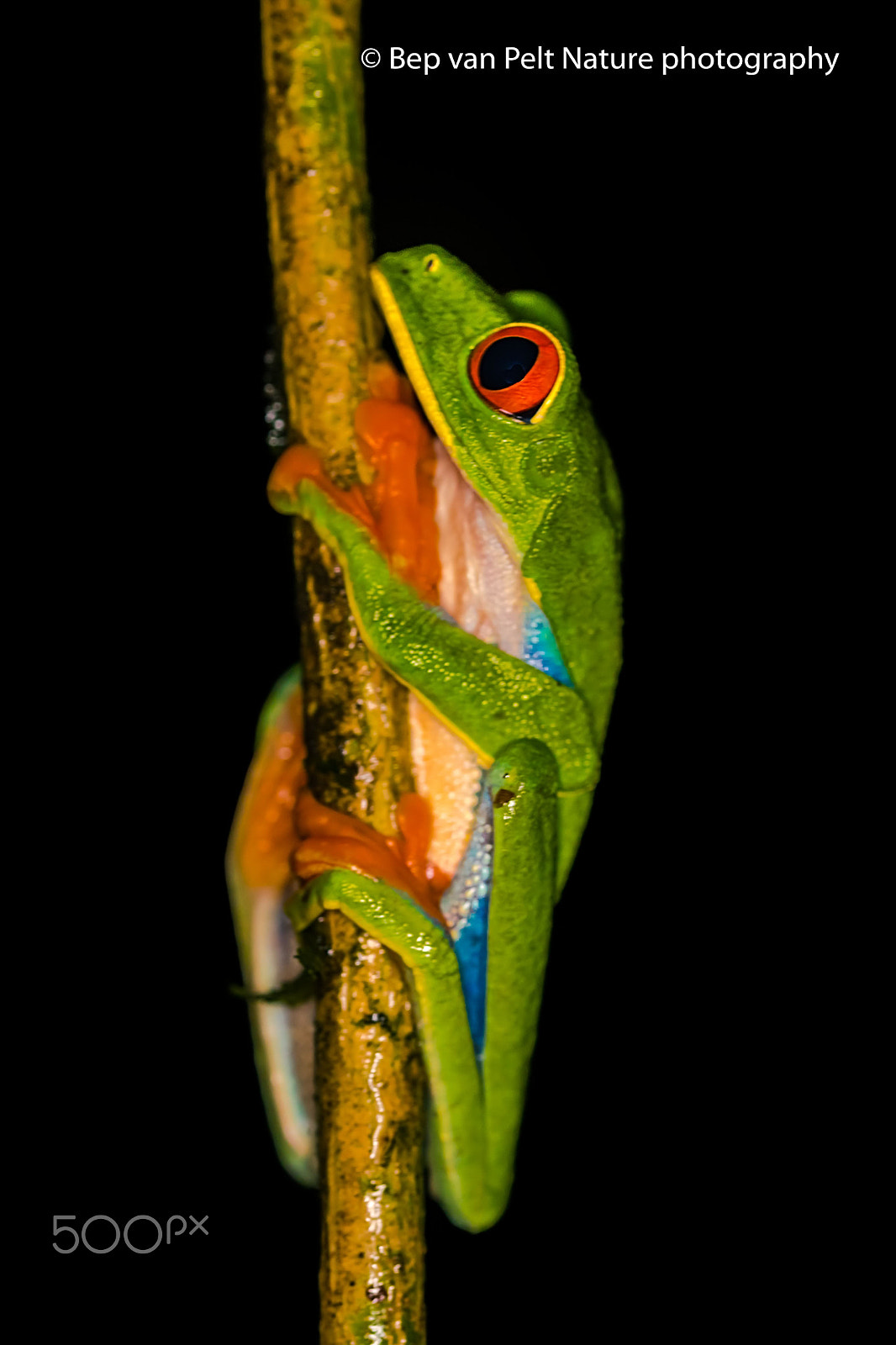 Sigma 105mm F2.8 EX DG OS HSM sample photo. Red-eyed treefrog spotted in the night photography