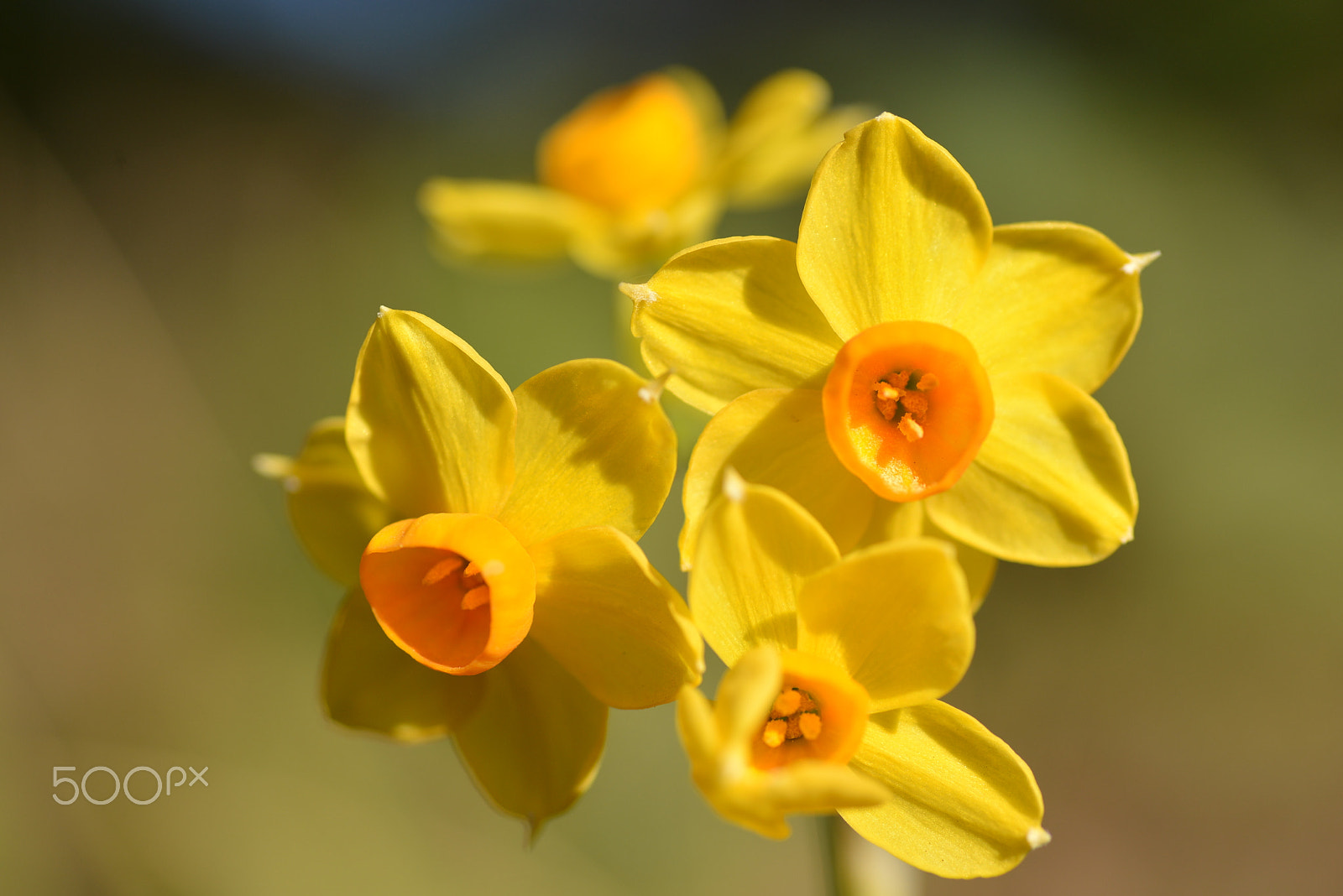 Nikon D600 sample photo. Yellow daffodil photography