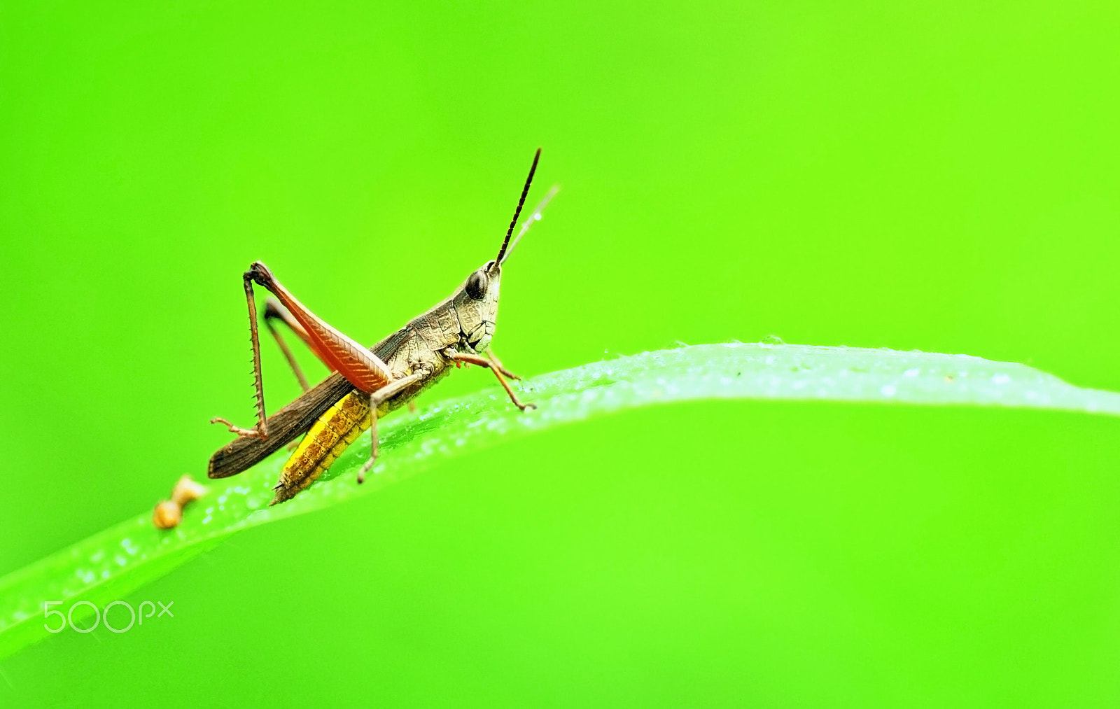 Nikon D60 sample photo. Grasshopper photography
