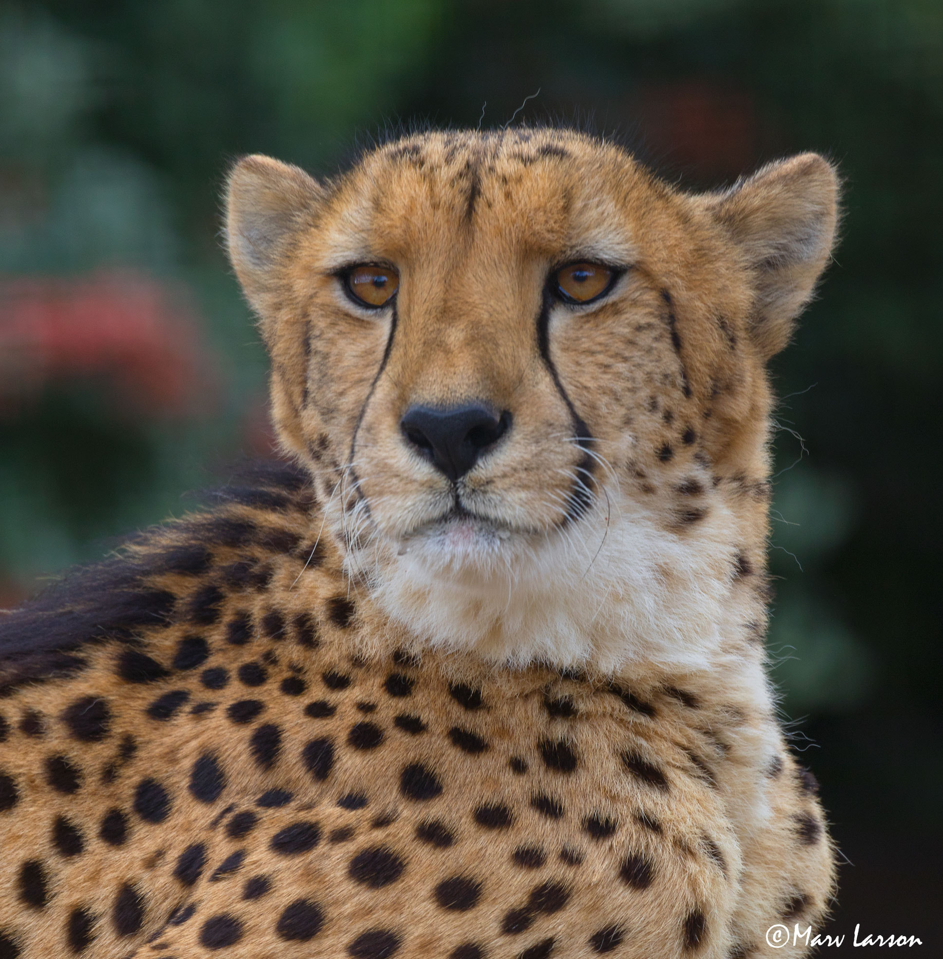 Tamron SP 150-600mm F5-6.3 Di VC USD sample photo. Cheetah photography