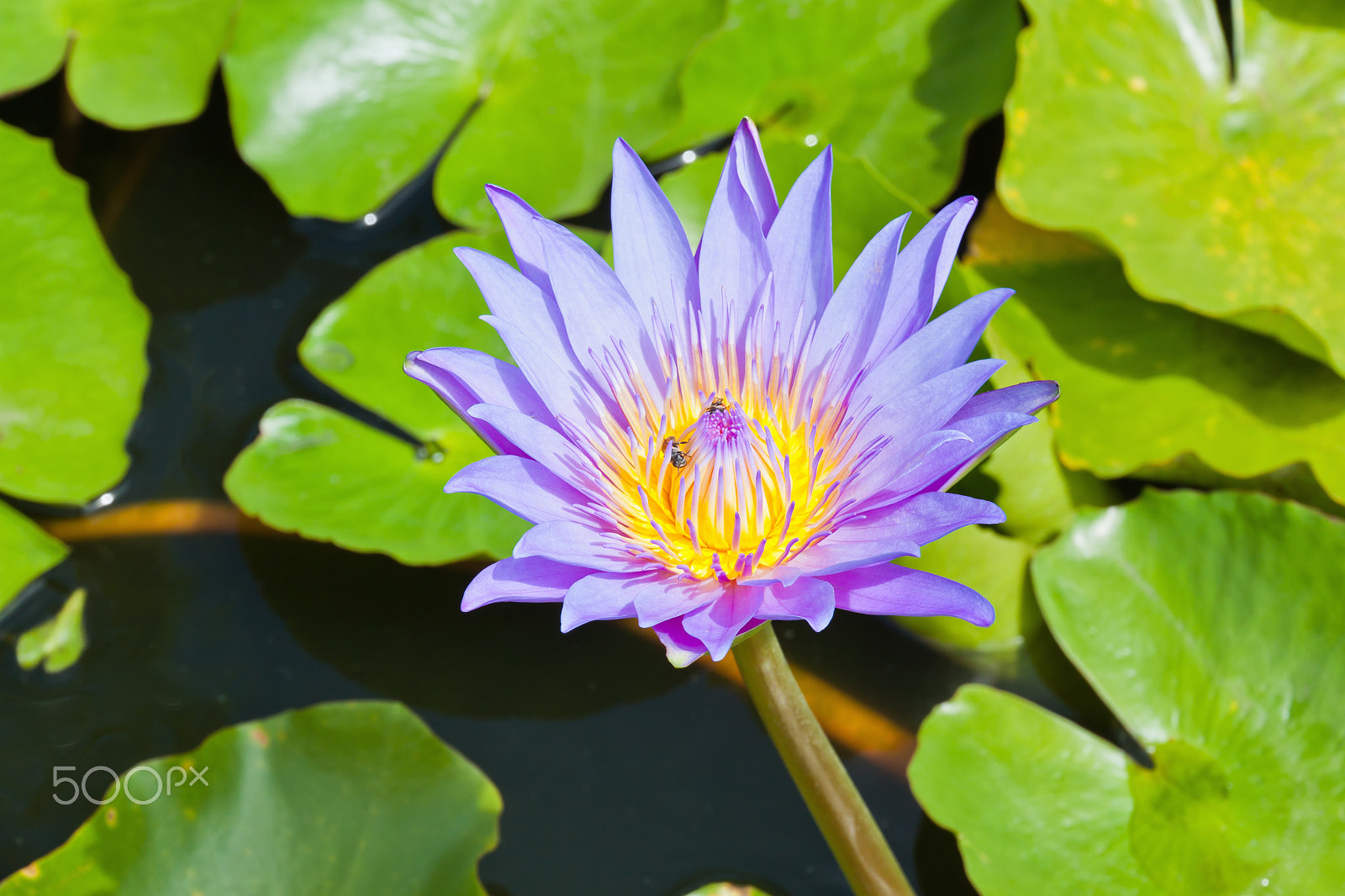 Canon EOS 500D (EOS Rebel T1i / EOS Kiss X3) sample photo. Purple lotus photography