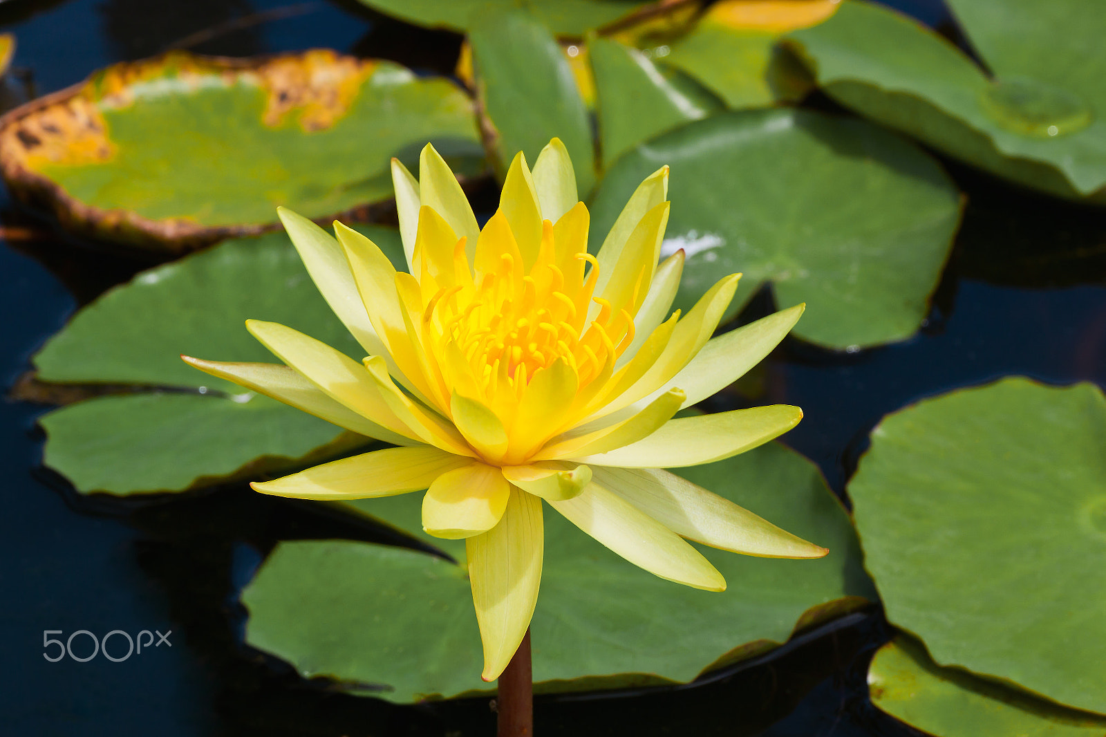Canon EOS 500D (EOS Rebel T1i / EOS Kiss X3) sample photo. Close up  of yellow lotus photography