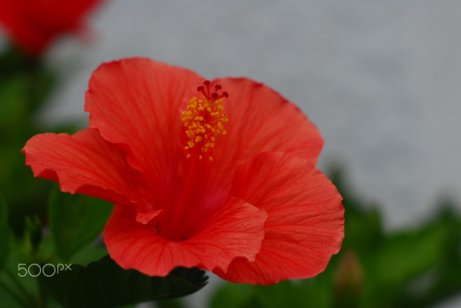 Nikon D200 + Manual Lens No CPU sample photo. Hibiscus photography