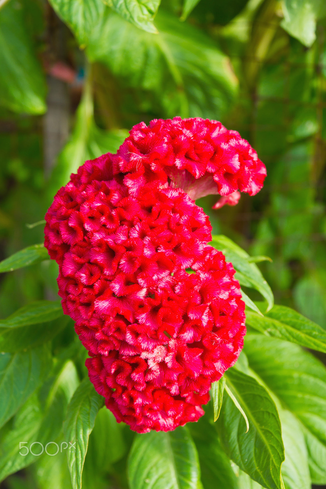 Canon EOS 550D (EOS Rebel T2i / EOS Kiss X4) sample photo. Red plumed cockscomb flower photography
