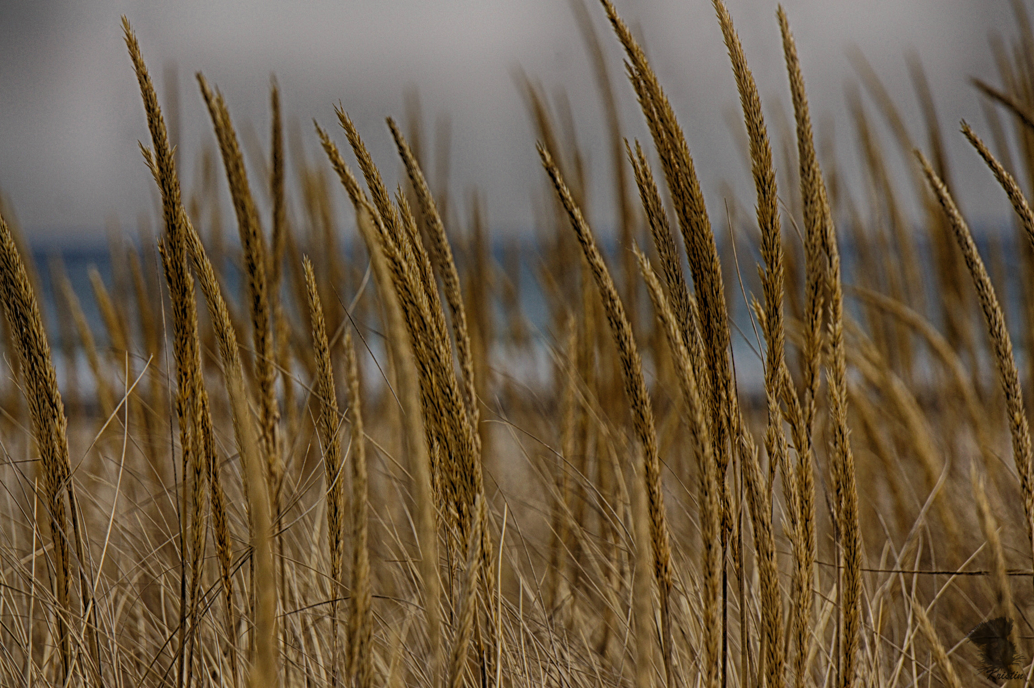Sony Alpha NEX-3 sample photo. Dune grass photography