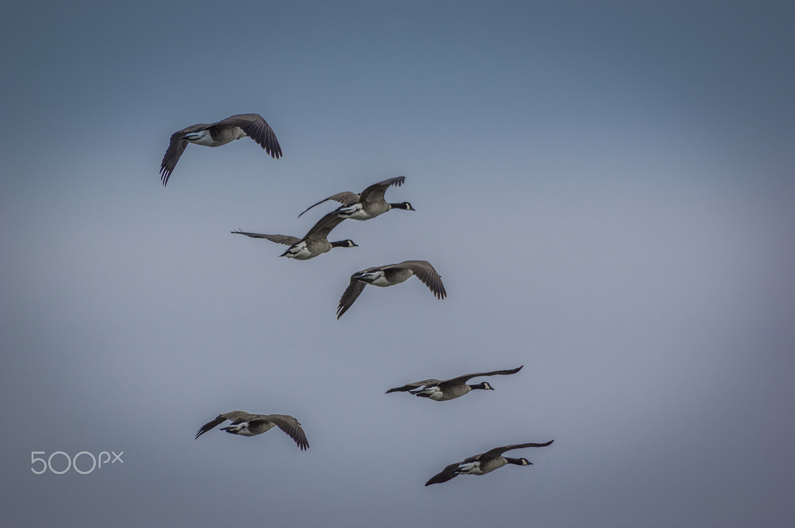Pentax smc DA 55-300mm F4.0-5.8 ED sample photo. Geese in flight photography