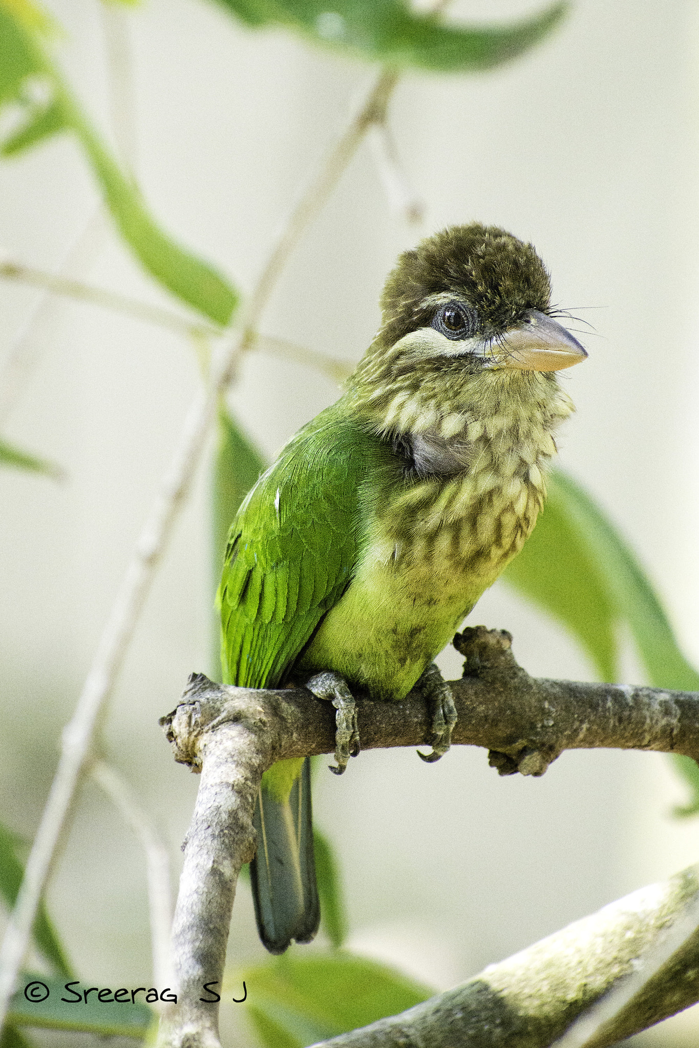 Nikon D5200 + Sigma 70-300mm F4-5.6 DG OS sample photo. White cheeked barbet photography