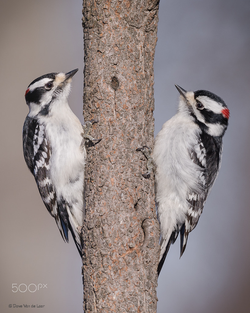 Nikon D810 + Nikon AF-S Nikkor 600mm F4G ED VR sample photo. Downy woodpeckers photography