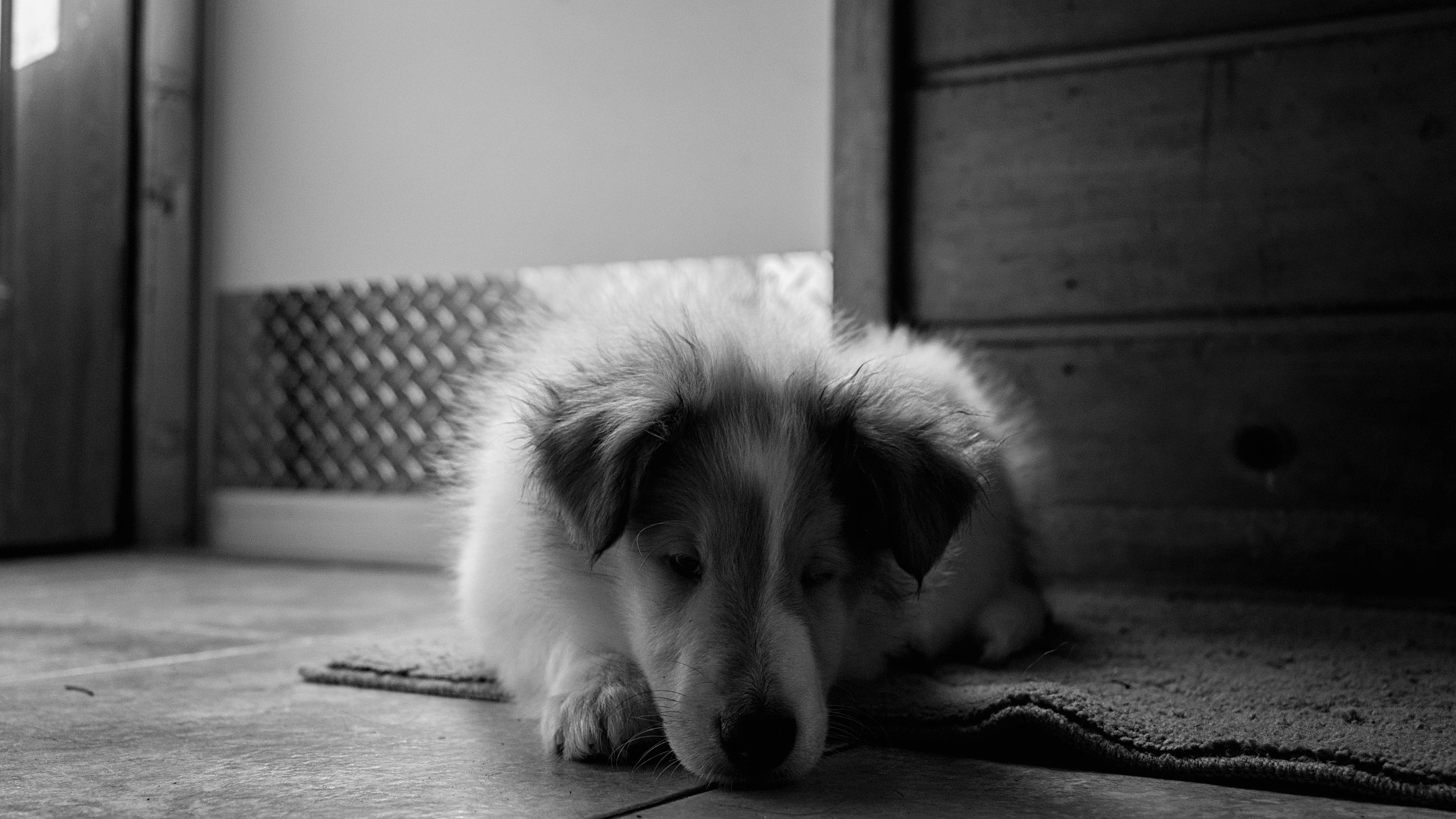 Canon EOS 760D (EOS Rebel T6s / EOS 8000D) sample photo. New puppers sleeping photography