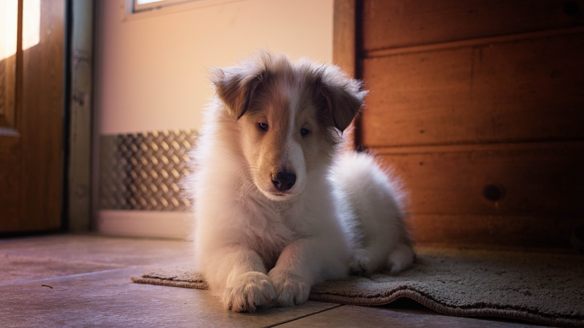 Canon EOS 760D (EOS Rebel T6s / EOS 8000D) sample photo. New puppers not sleeping photography