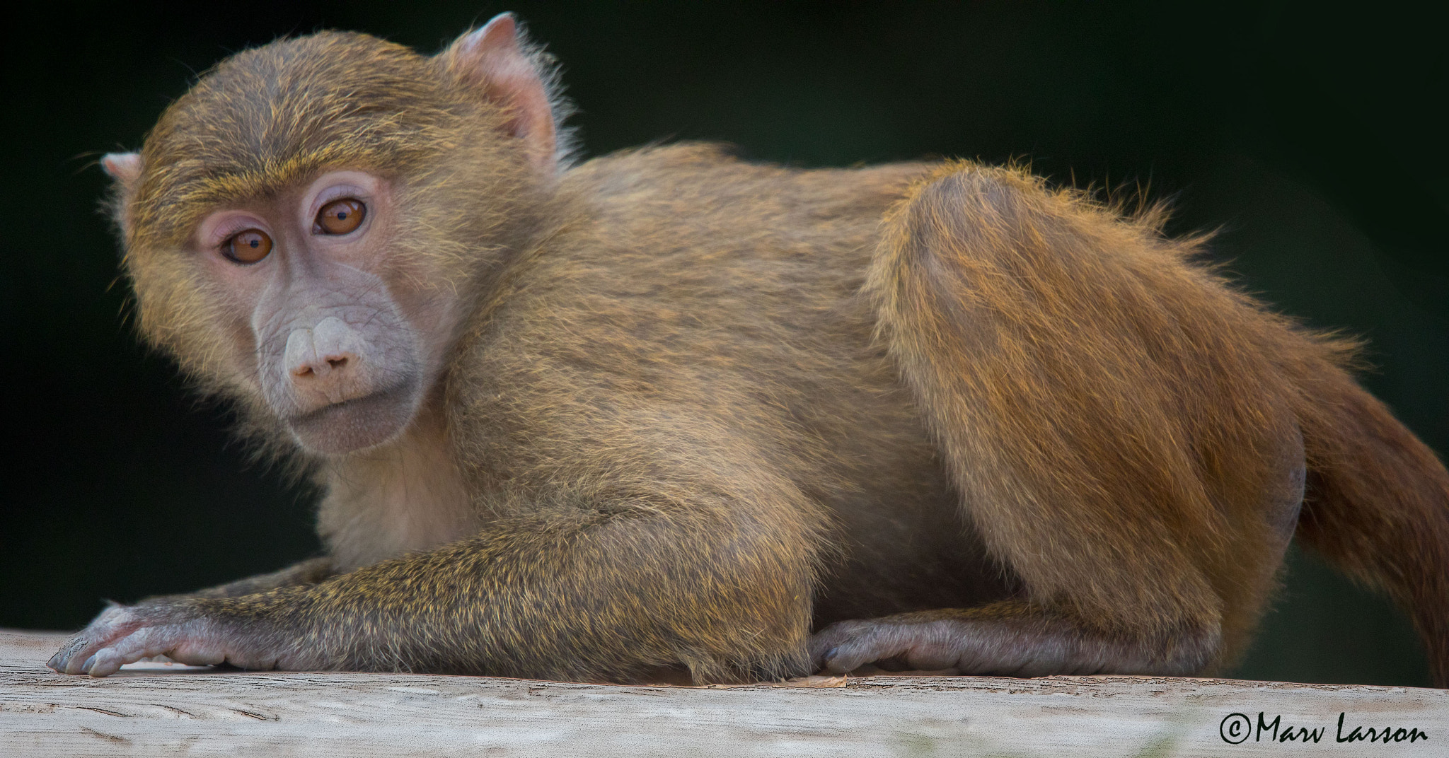 Canon EOS 5D Mark IV sample photo. Juvenile baboon photography