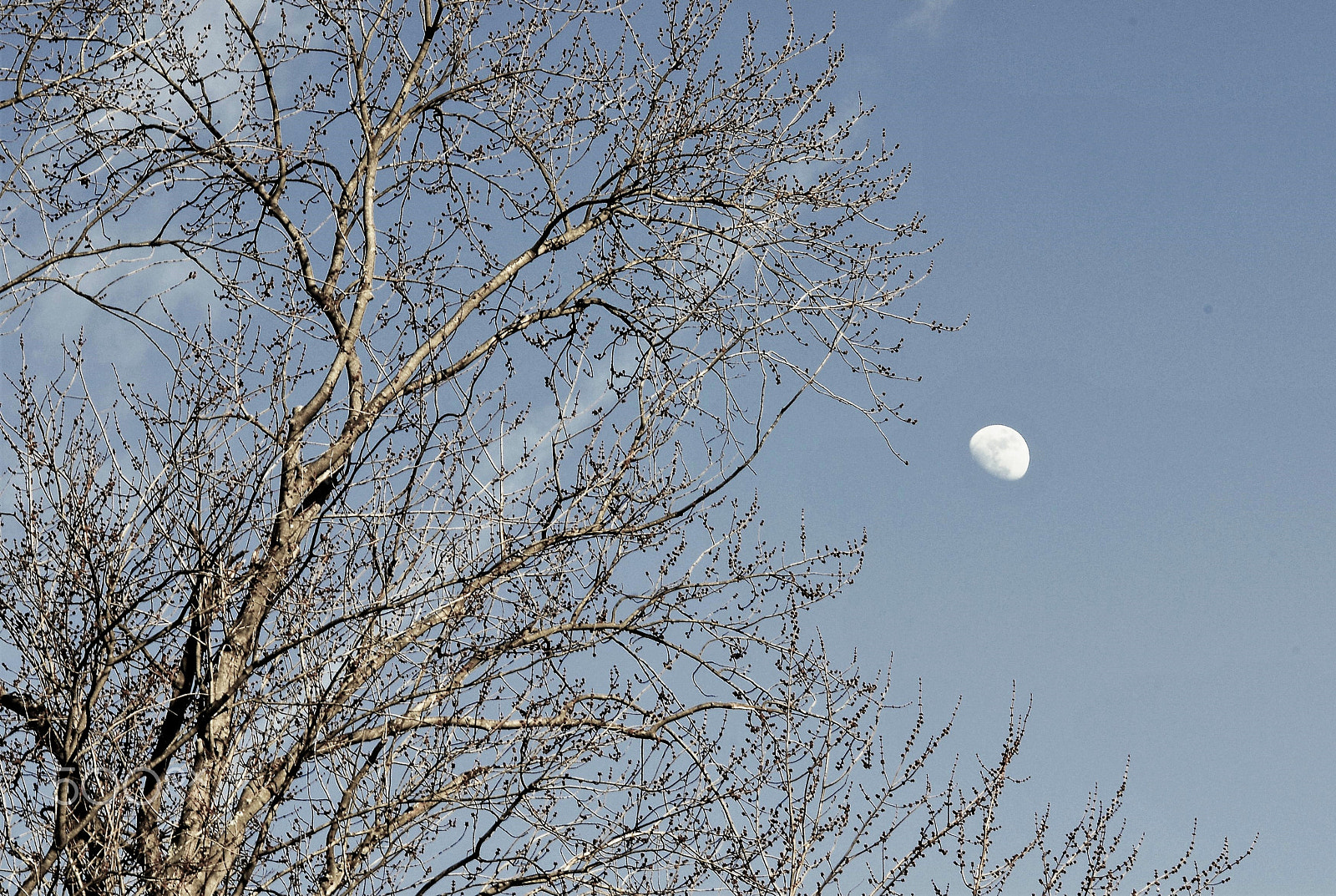 Manual Lens No CPU sample photo. Daytime moon photography