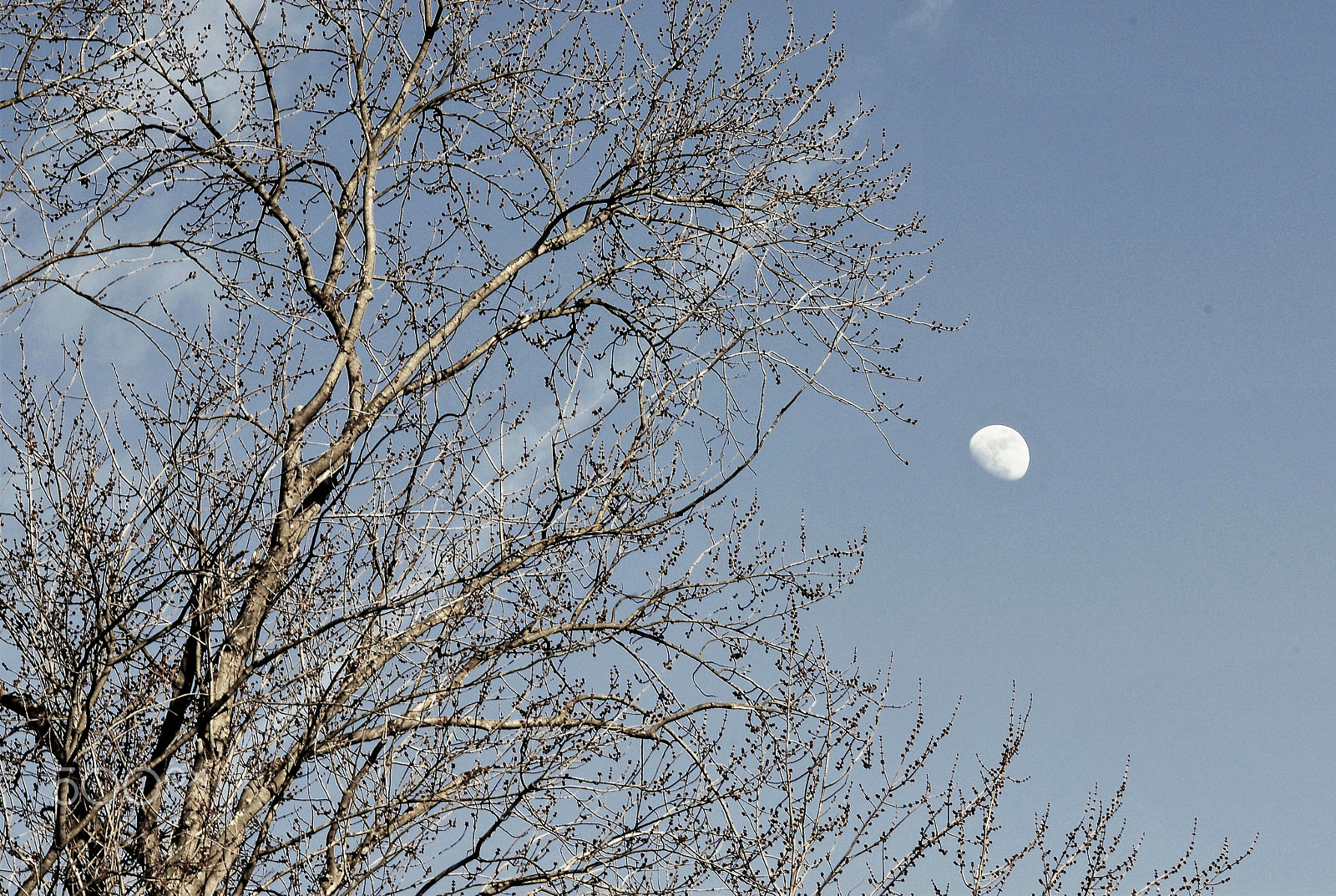 Nikon D200 sample photo. Daytime moon photography