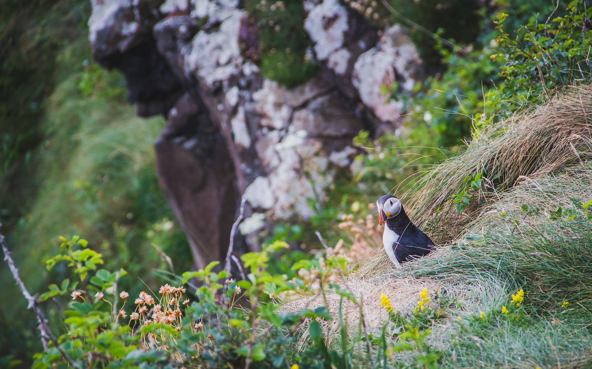 Canon EOS 650D (EOS Rebel T4i / EOS Kiss X6i) sample photo. Puffin 2 photography