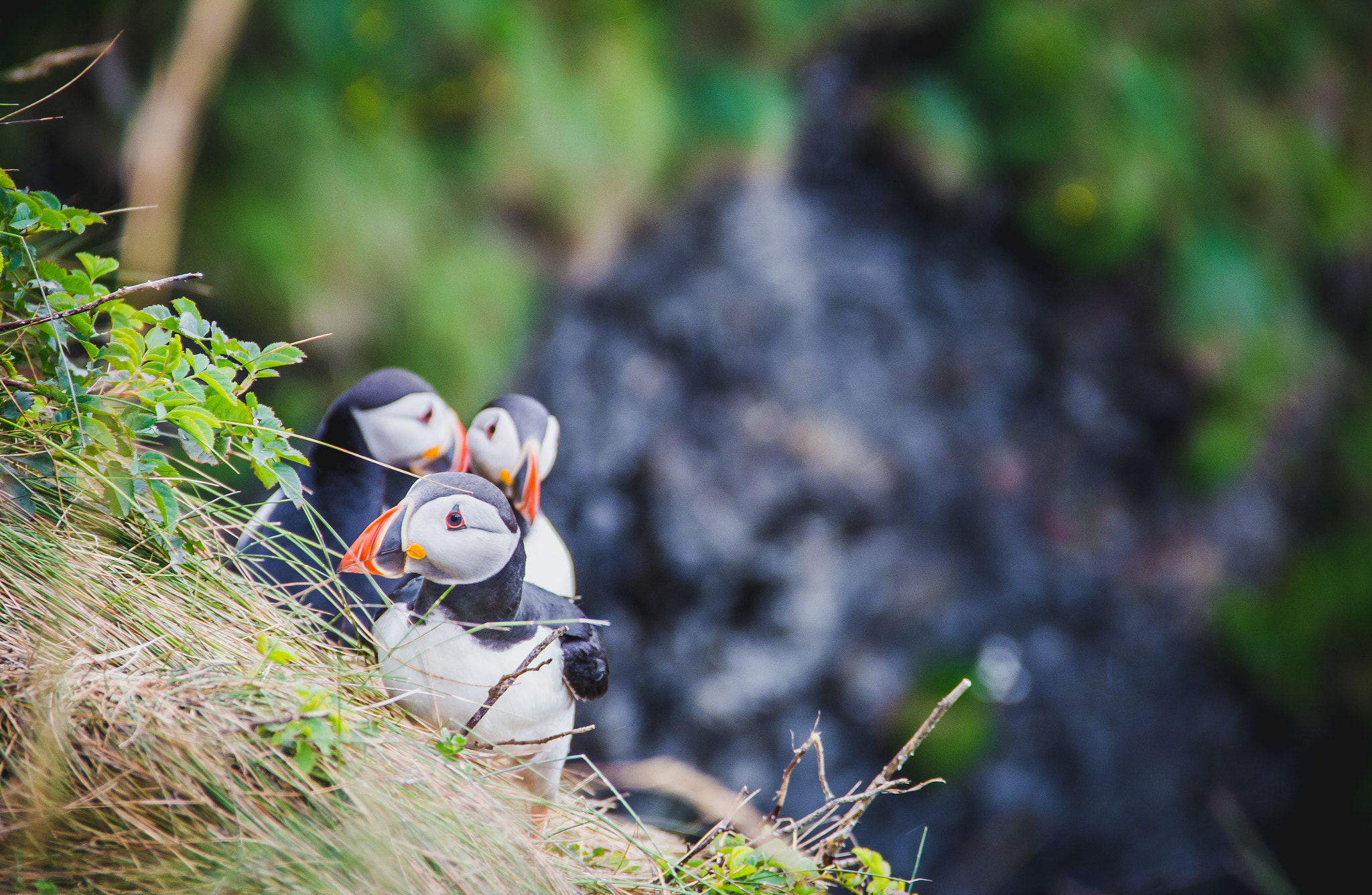 Canon EOS 650D (EOS Rebel T4i / EOS Kiss X6i) sample photo. Puffins 2 photography