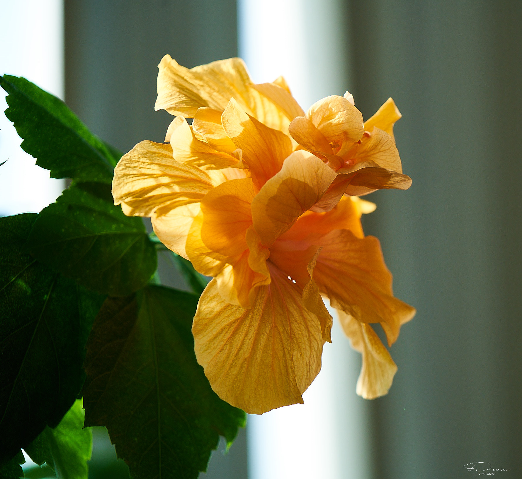 Sony FE 24-240mm F3.5-6.3 OSS sample photo. Jan ilce rm photography